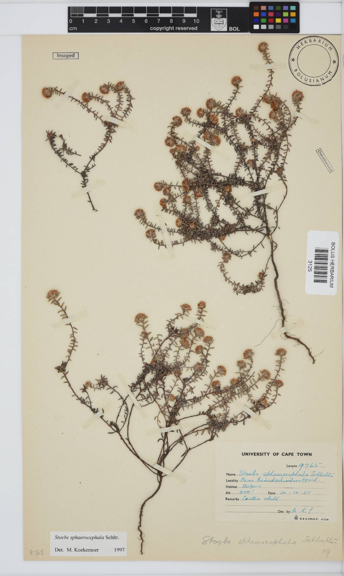 Stoebe cyathuloides image
