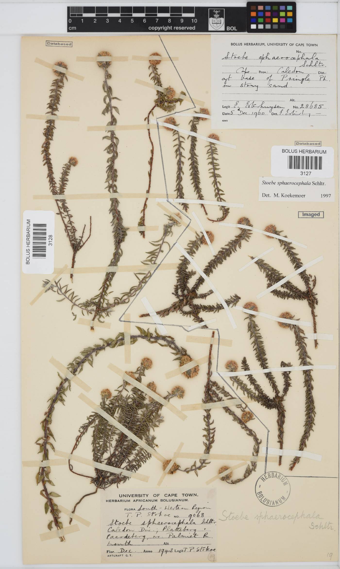 Stoebe cyathuloides image