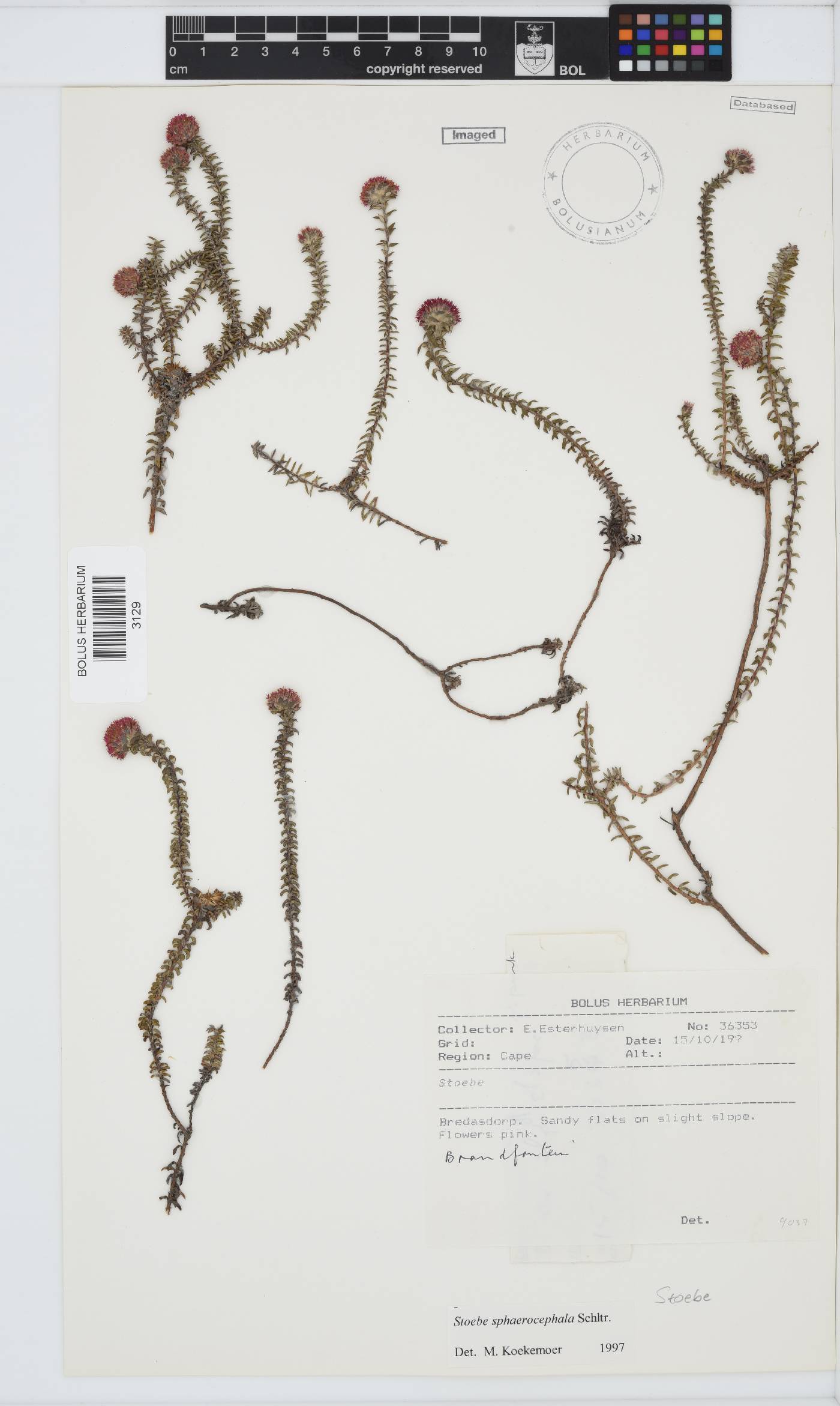 Stoebe cyathuloides image