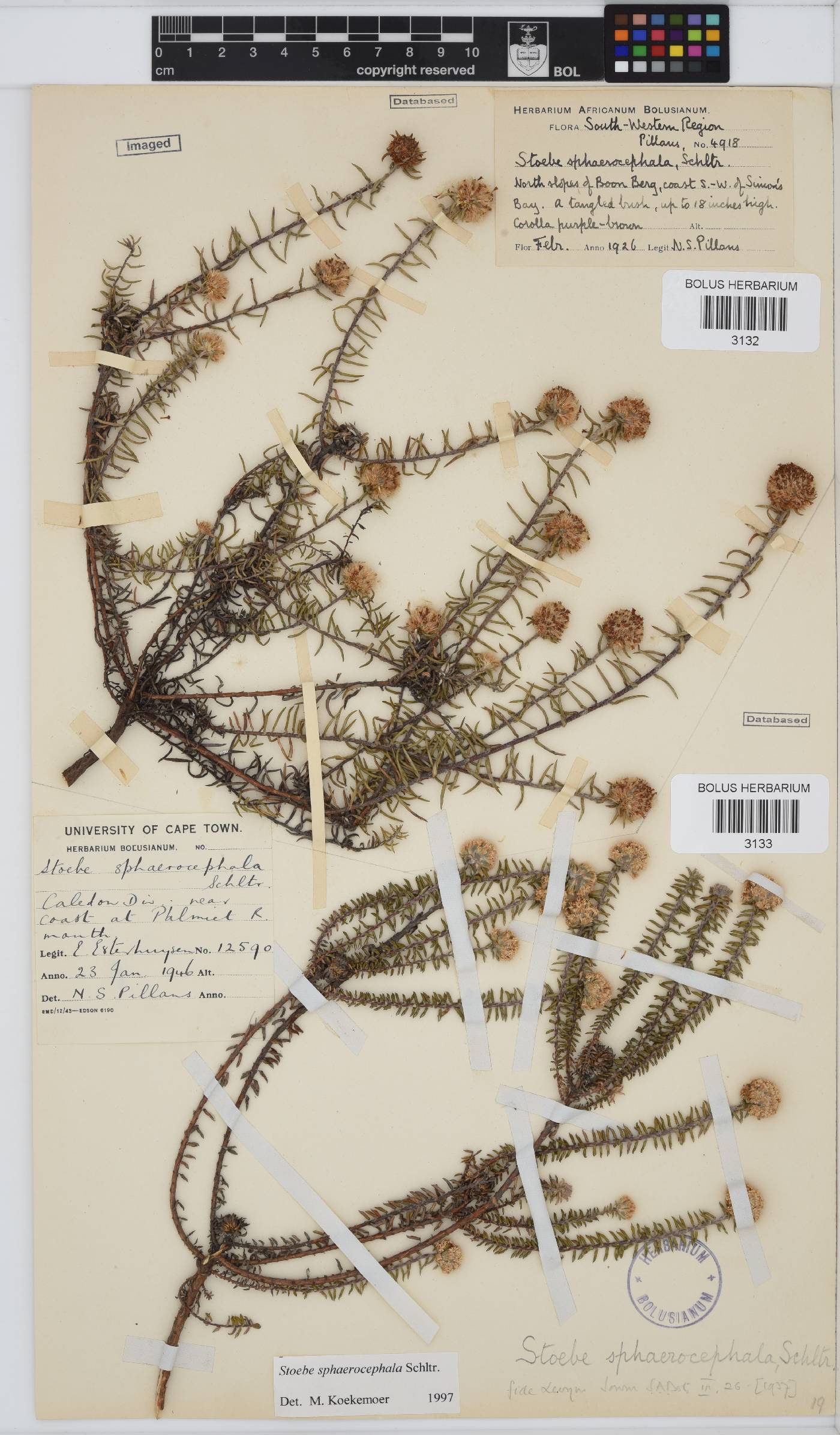 Stoebe cyathuloides image