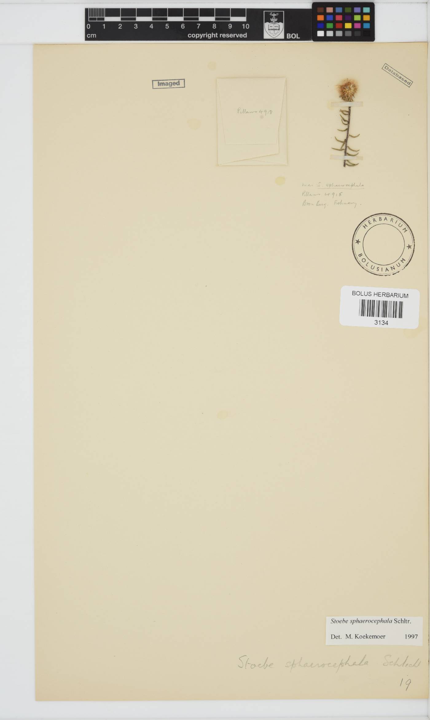 Stoebe cyathuloides image