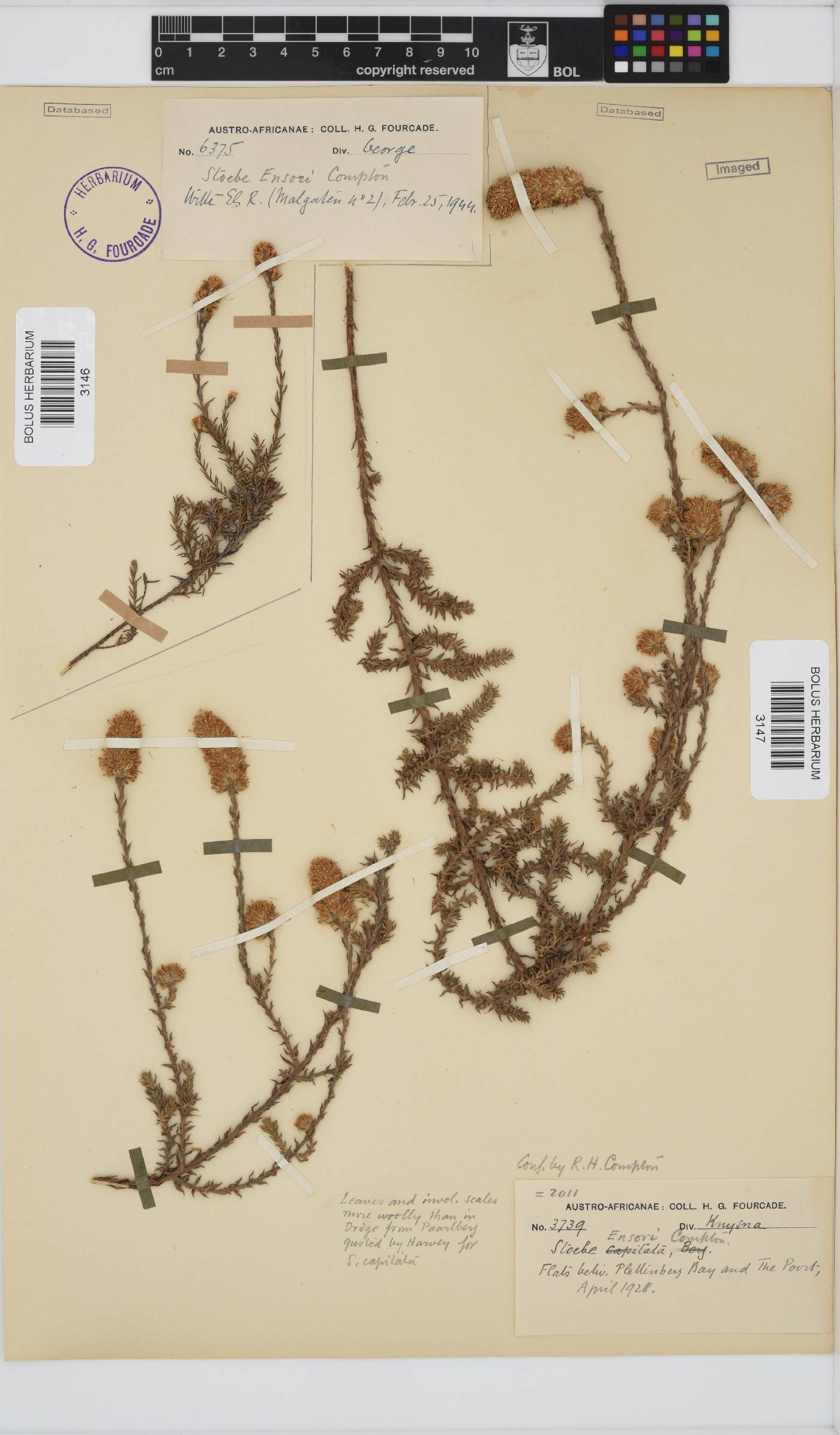 Stoebe phyllostachya image