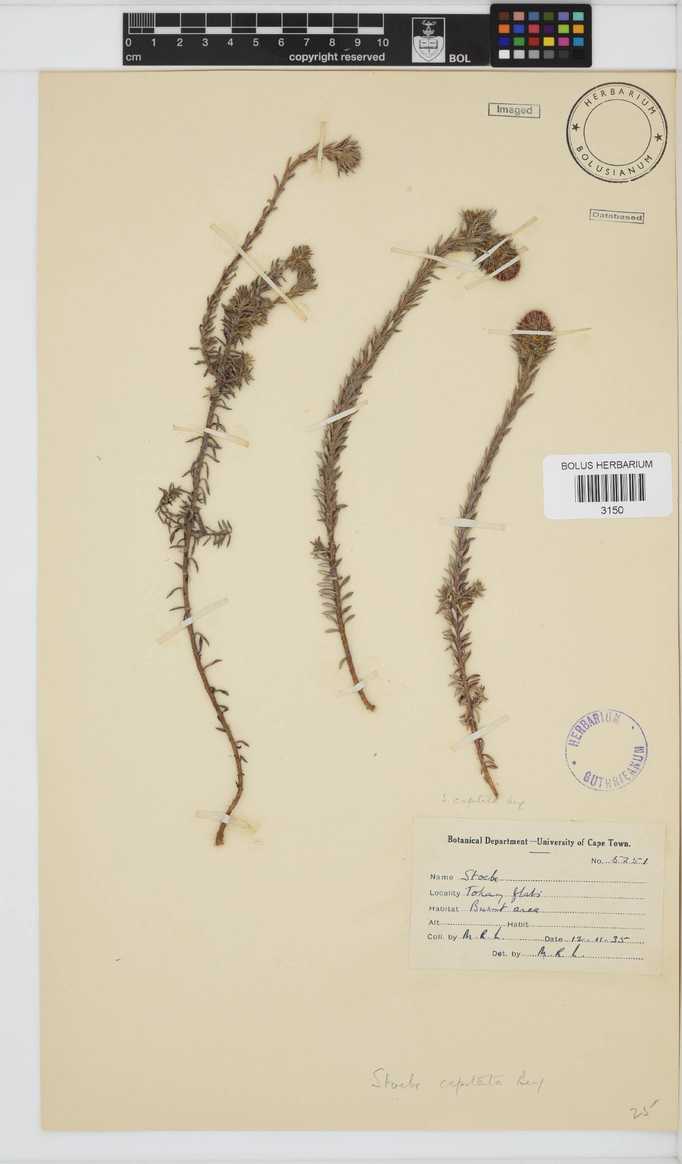 Stoebe capitata image