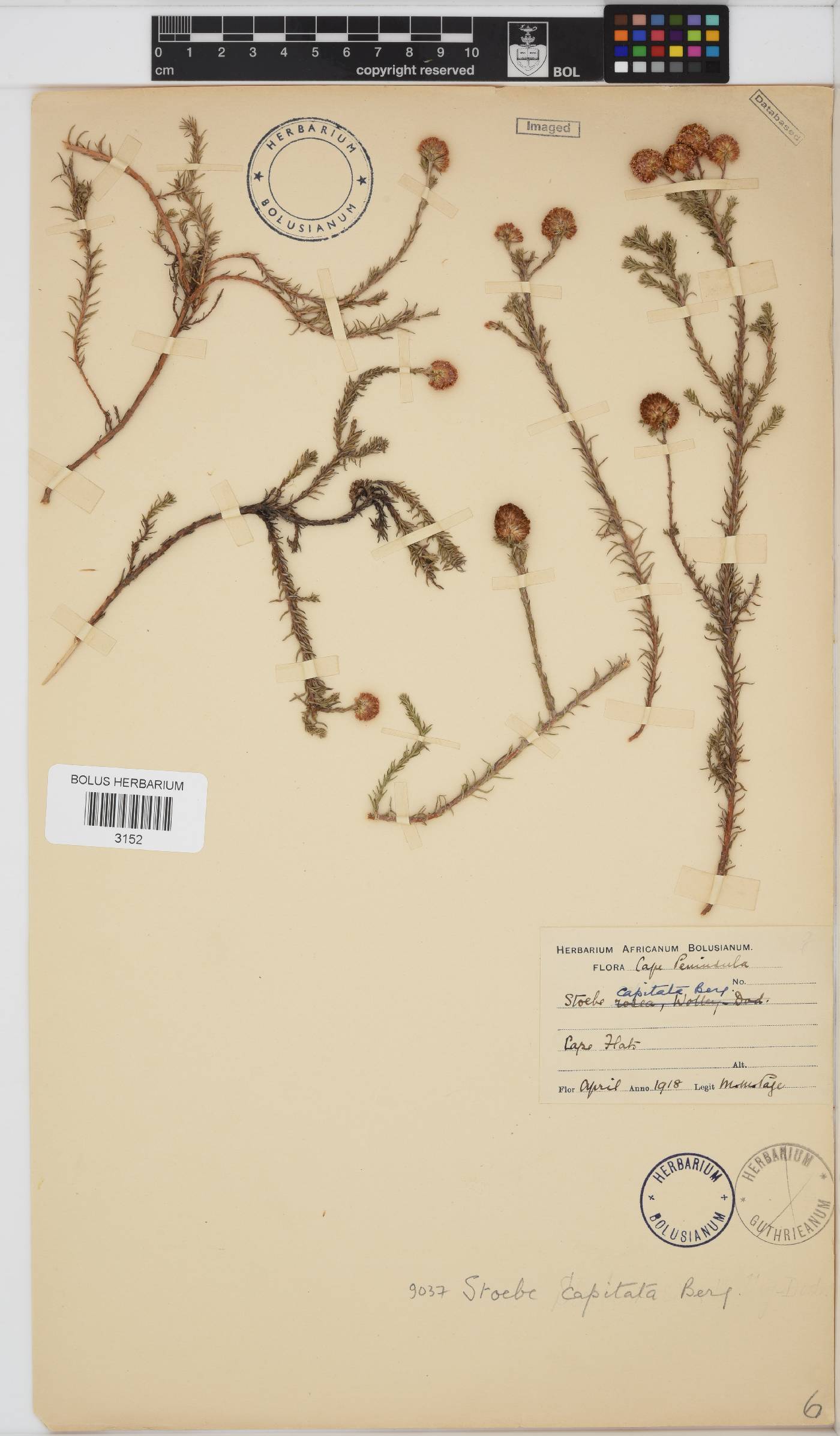 Stoebe capitata image