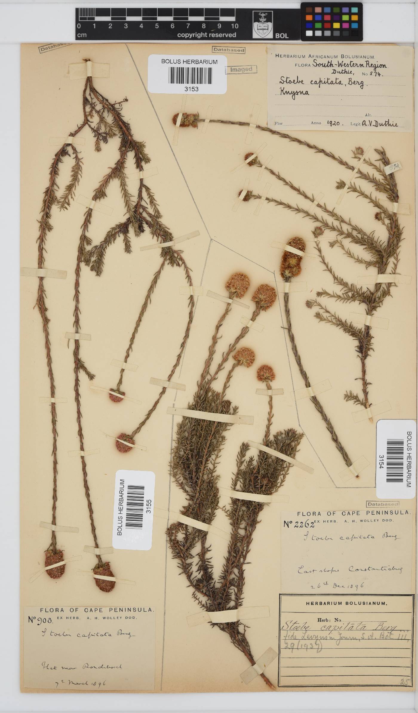 Stoebe capitata image