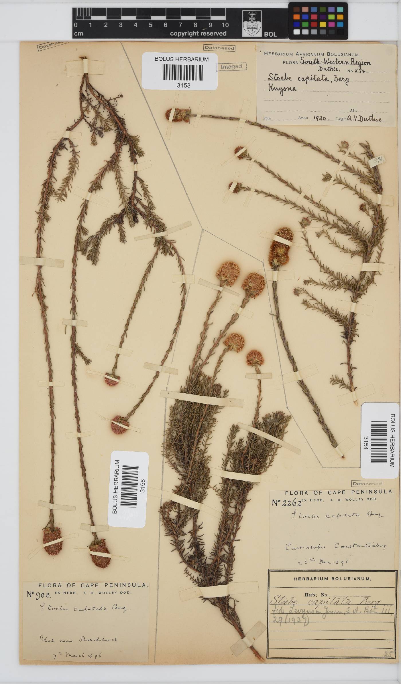 Stoebe capitata image