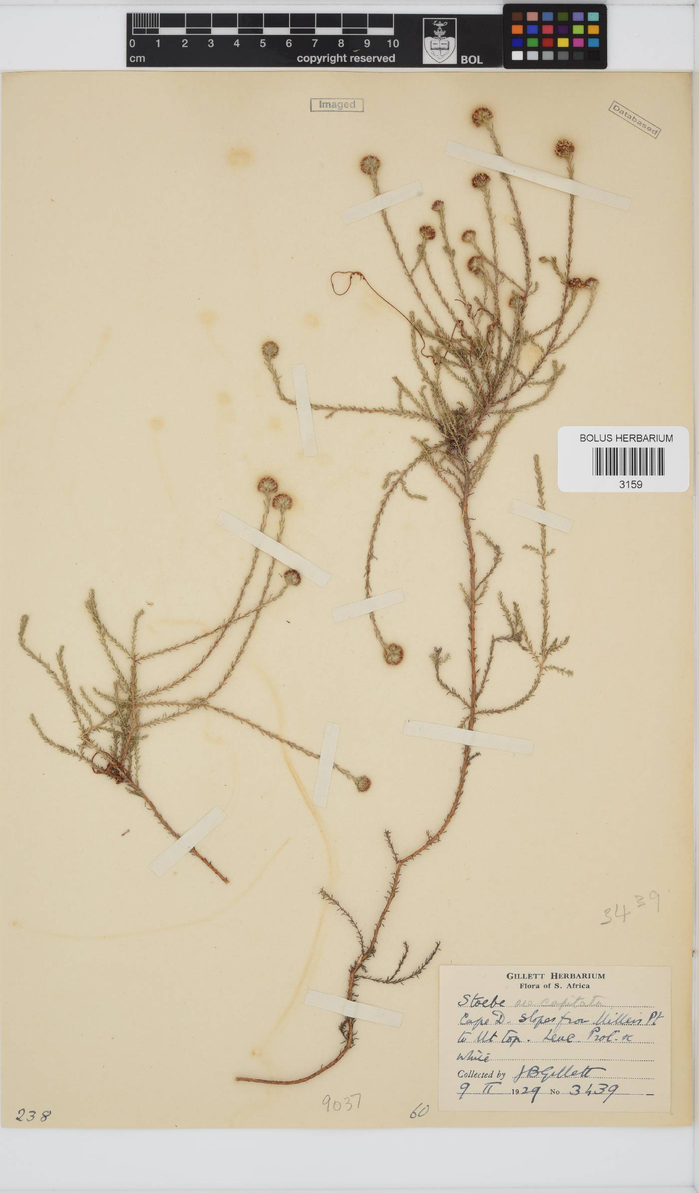 Stoebe capitata image
