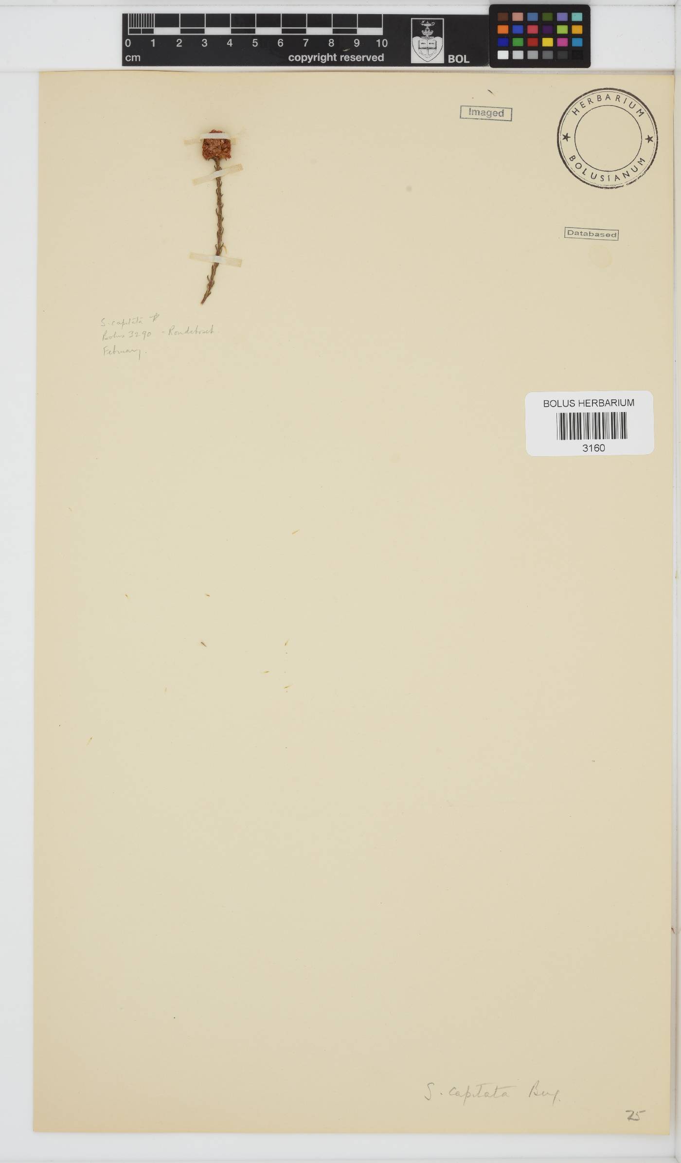 Stoebe capitata image