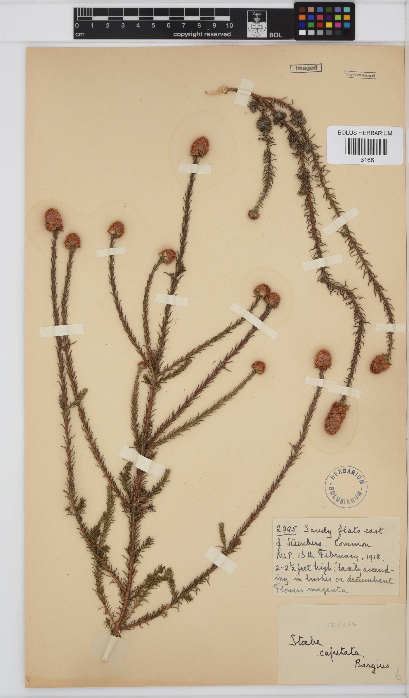 Stoebe capitata image