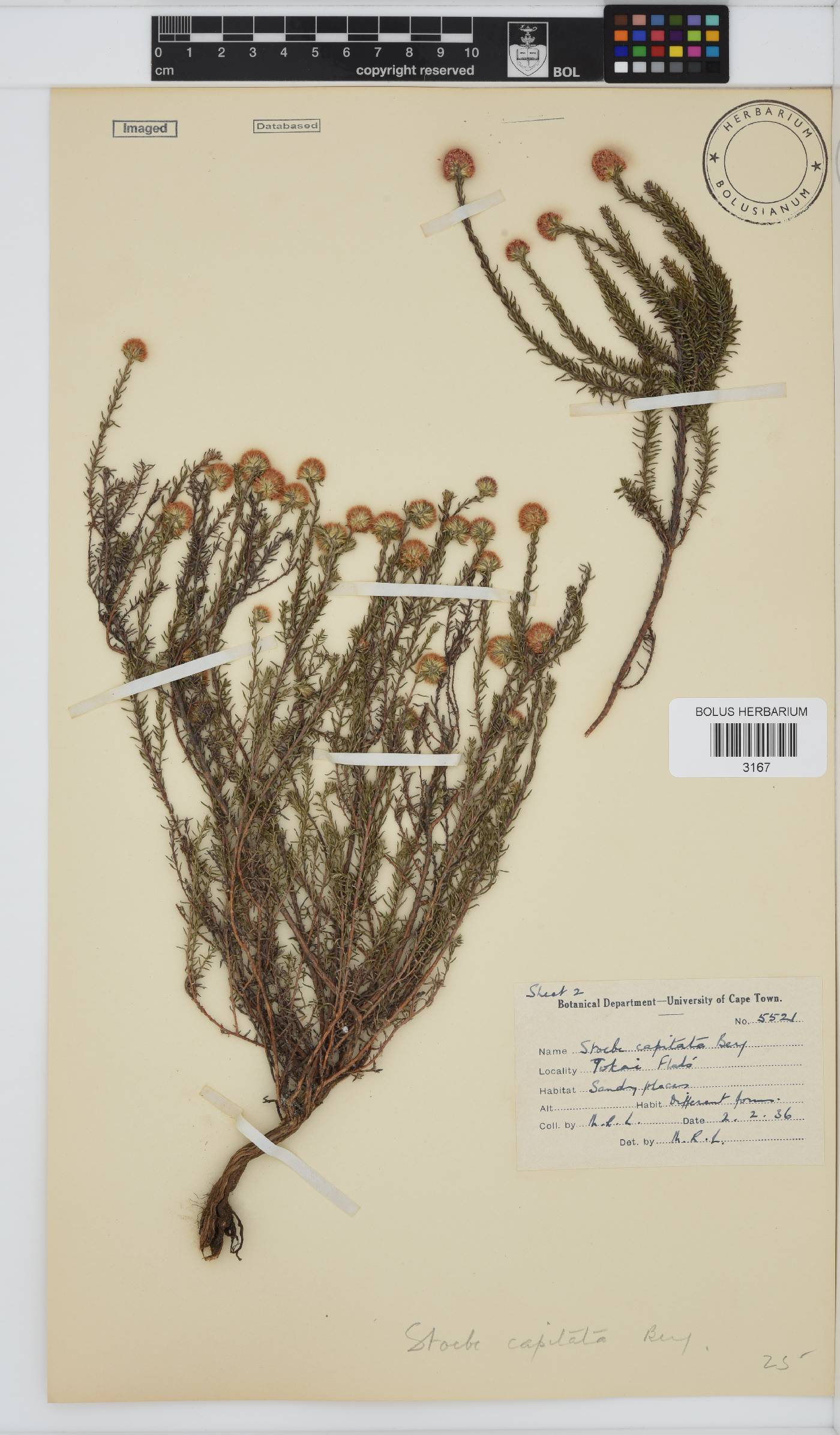 Stoebe capitata image