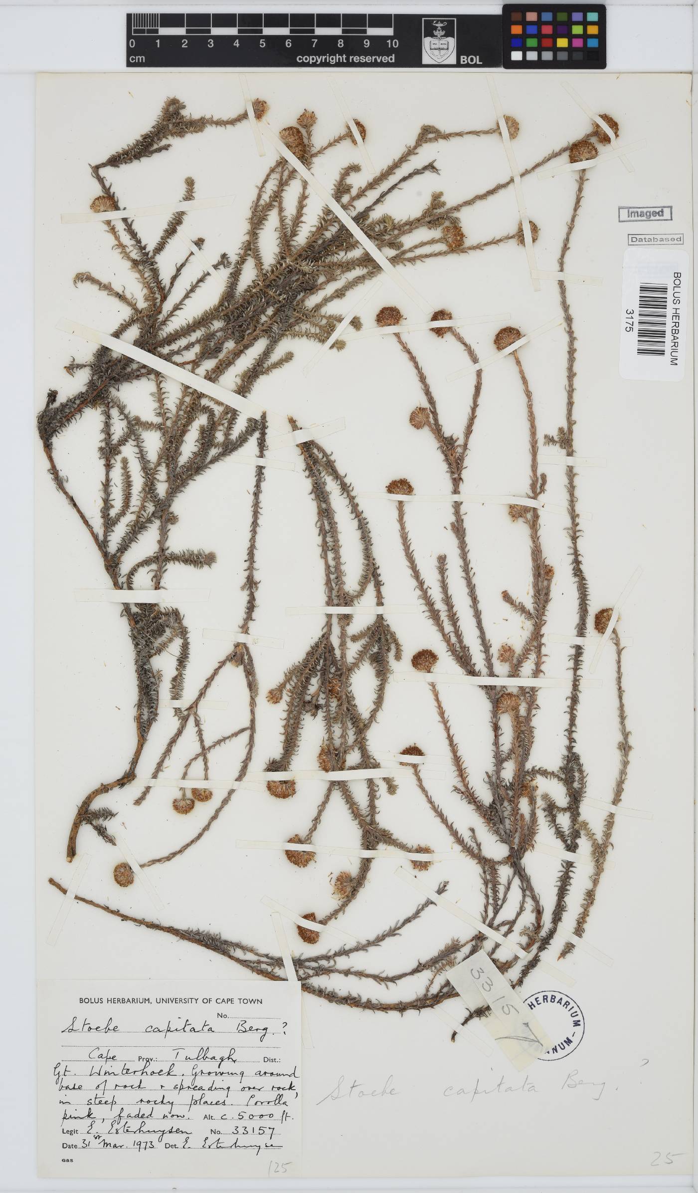 Stoebe image