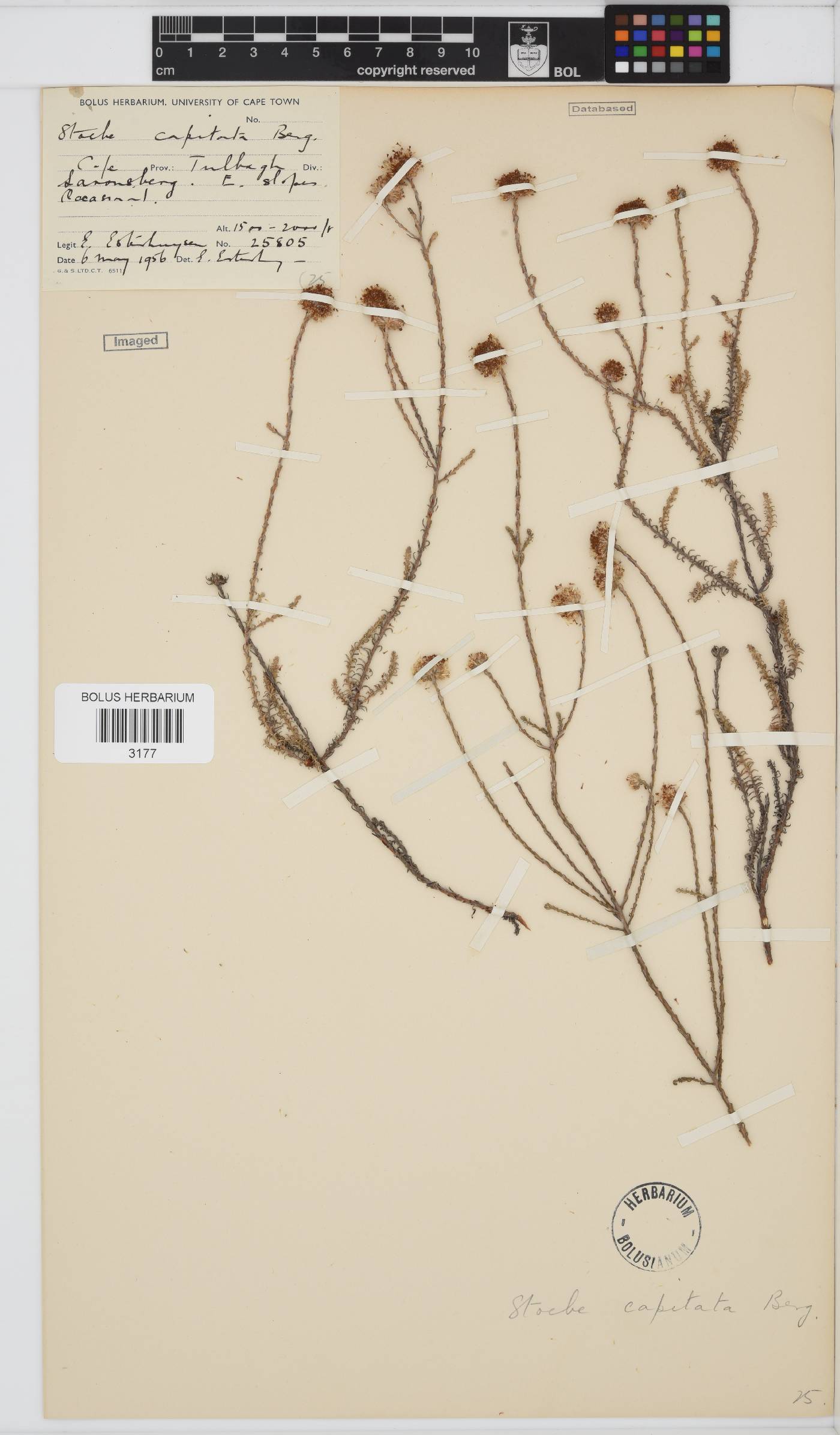 Stoebe image