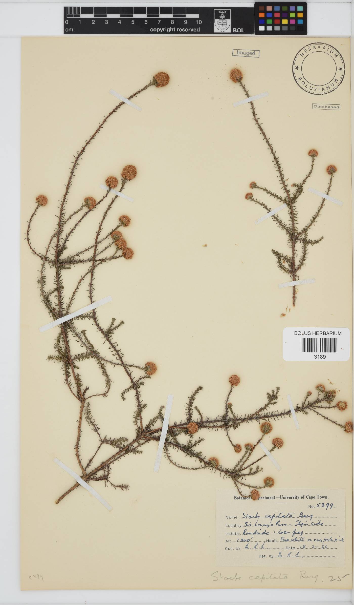 Stoebe capitata image