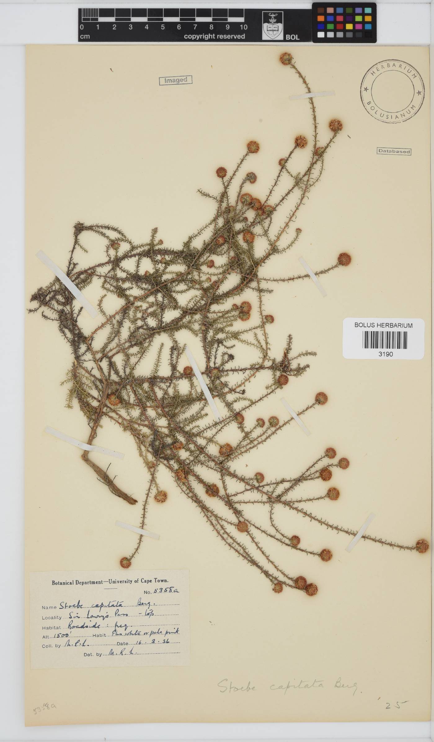 Stoebe capitata image