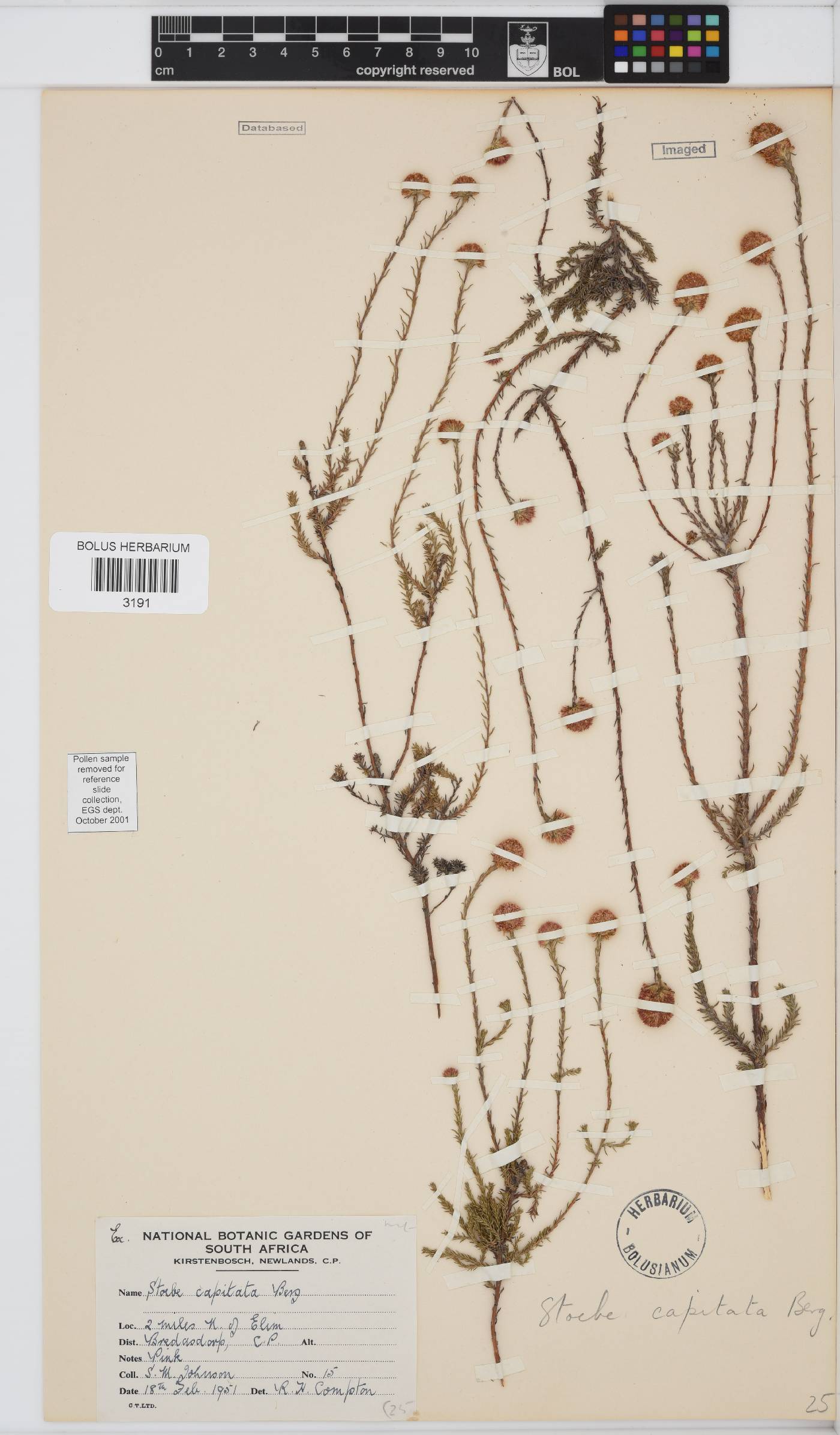 Stoebe capitata image