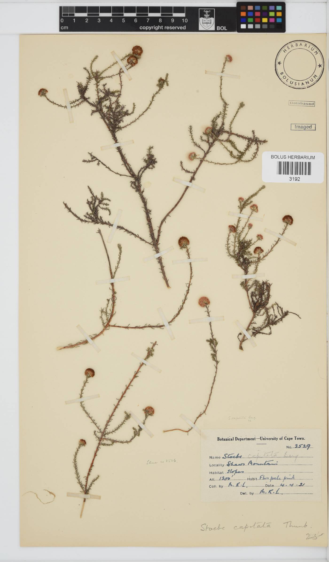 Stoebe capitata image