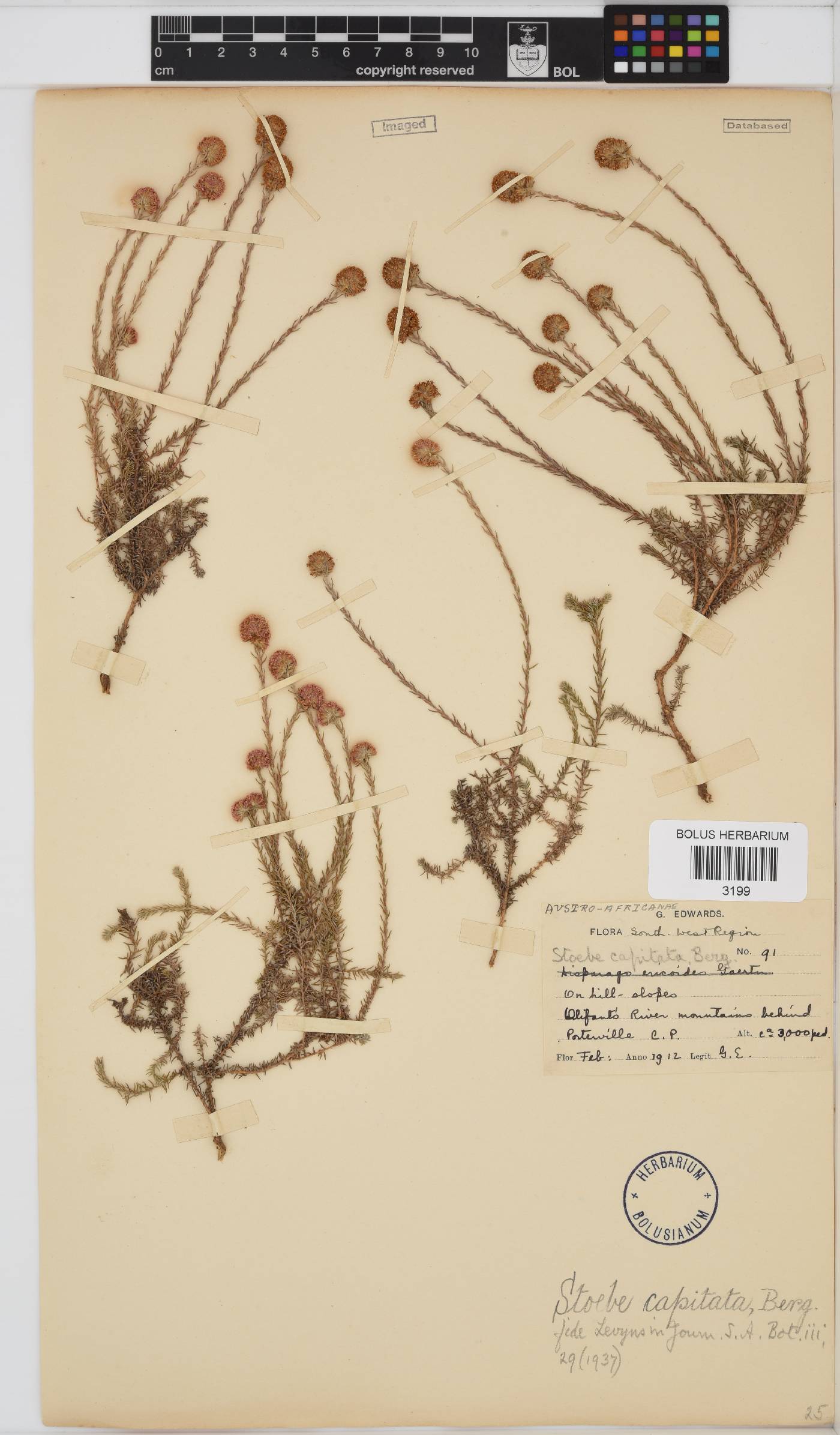 Stoebe capitata image
