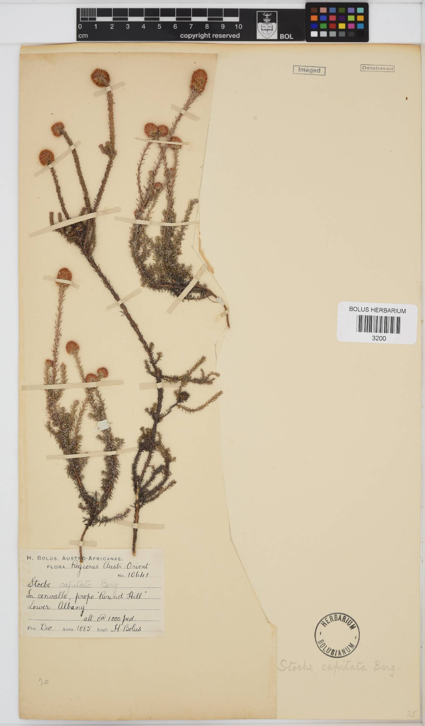 Stoebe capitata image
