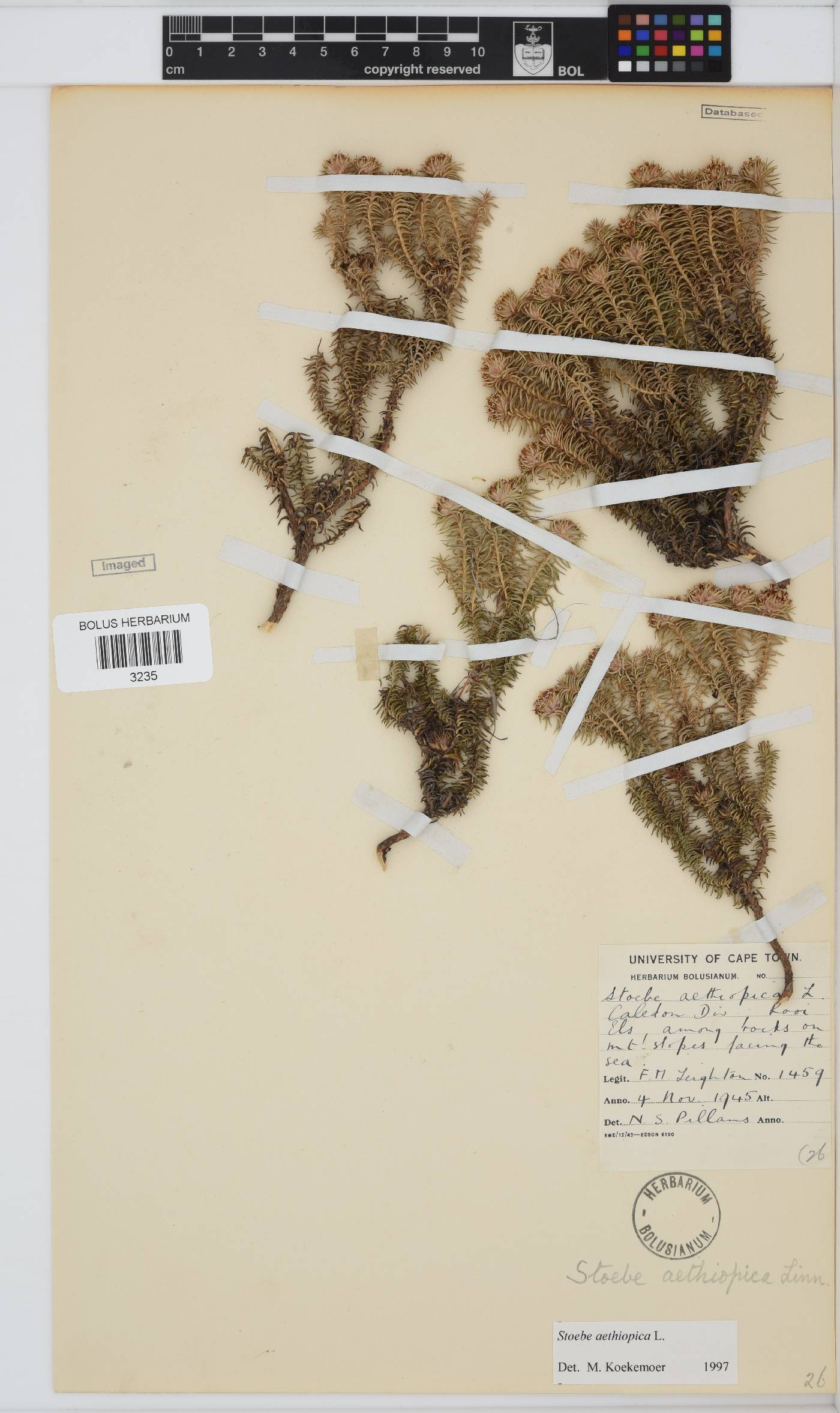 Stoebe aethiopica image
