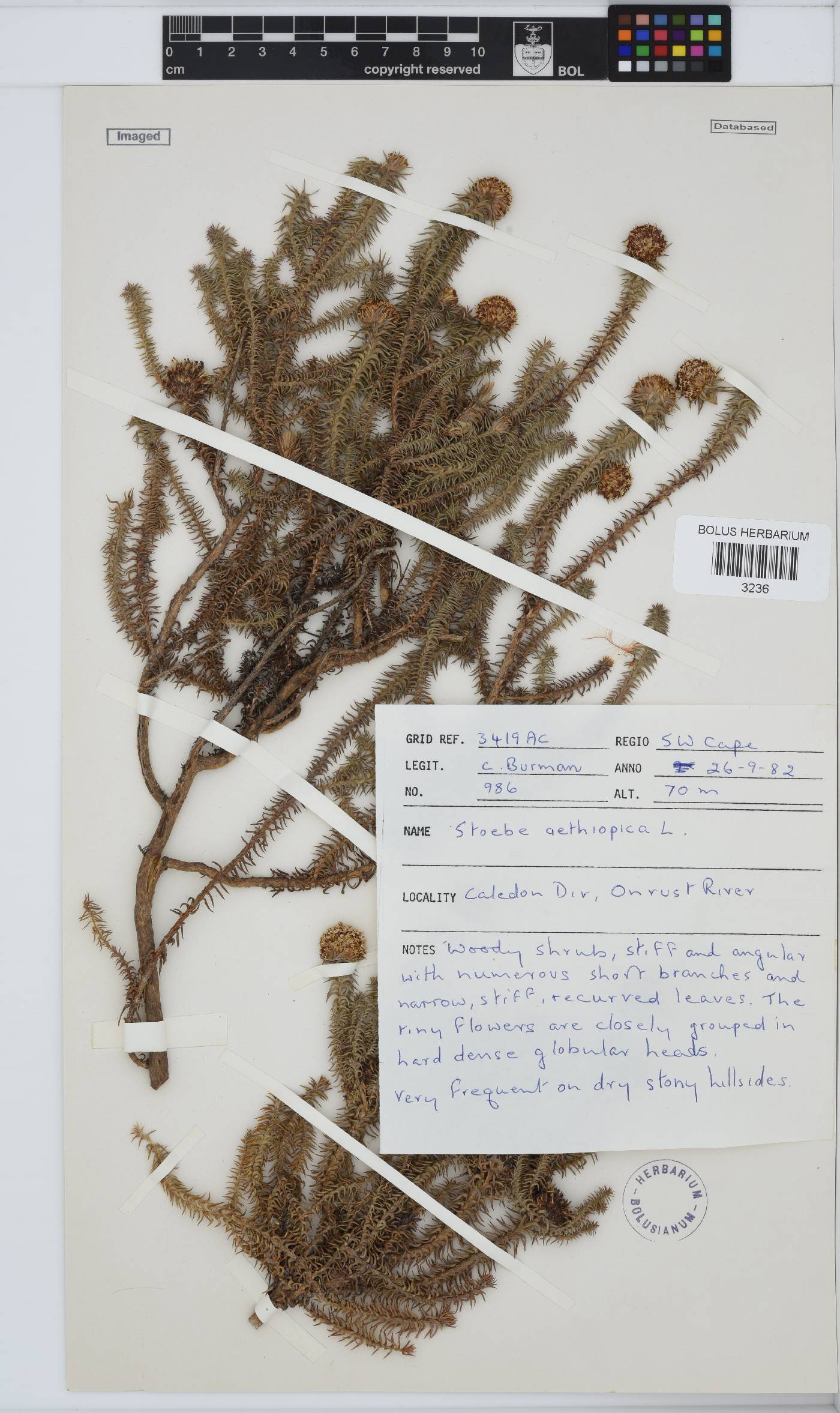 Stoebe aethiopica image