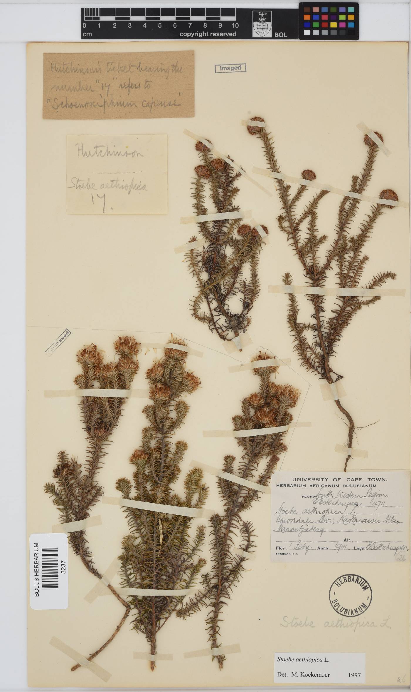 Stoebe aethiopica image