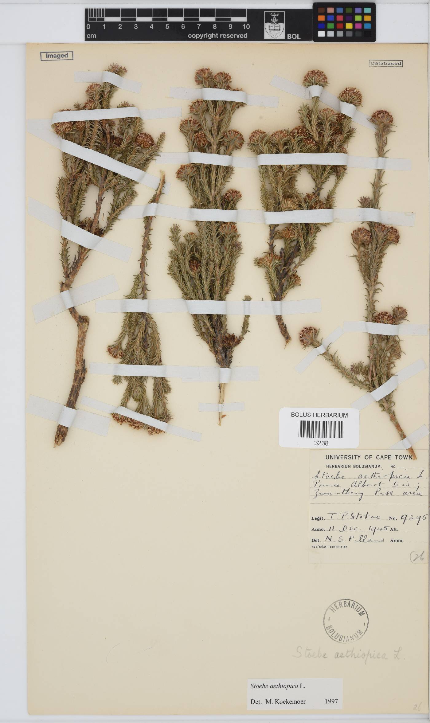 Stoebe aethiopica image