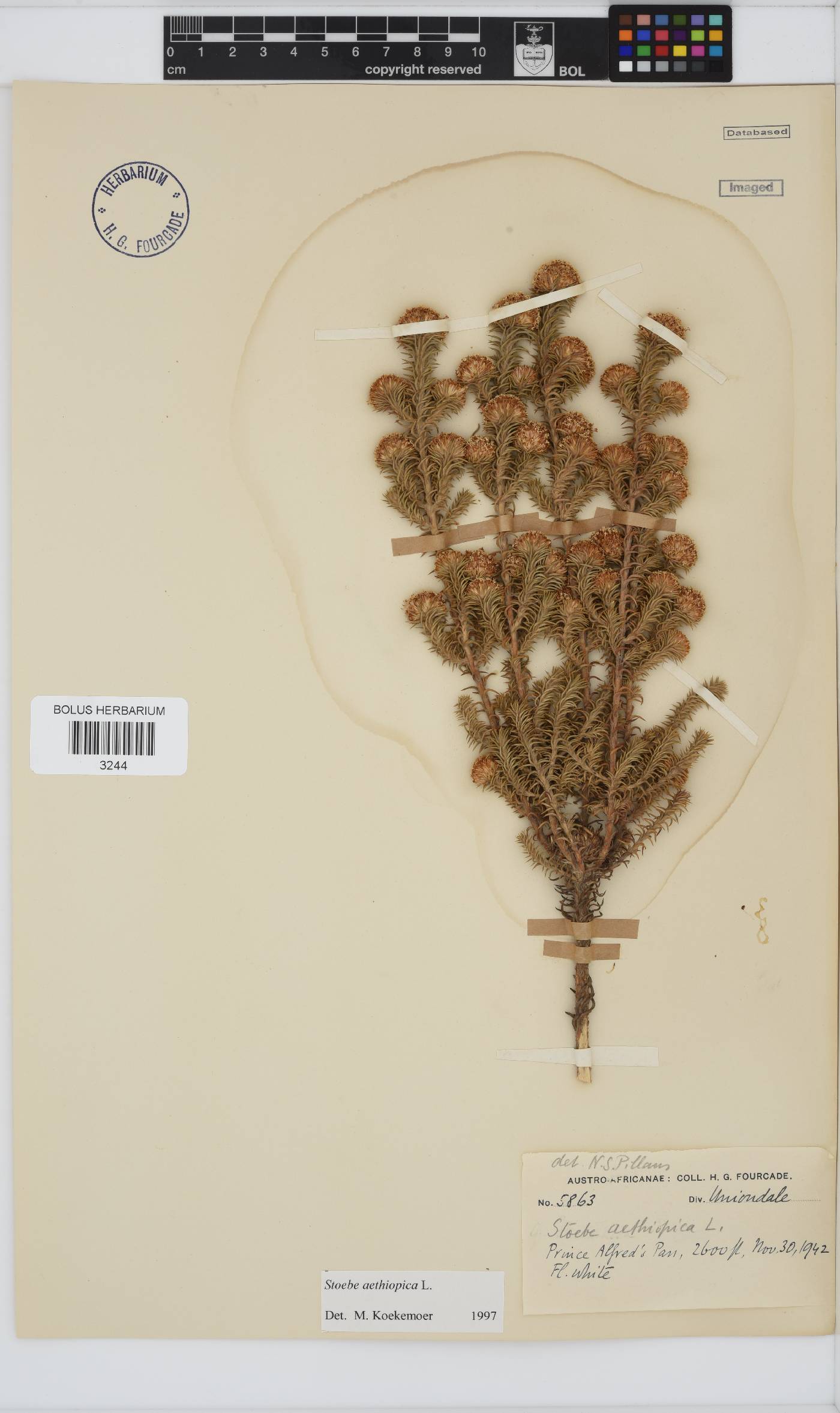 Stoebe aethiopica image