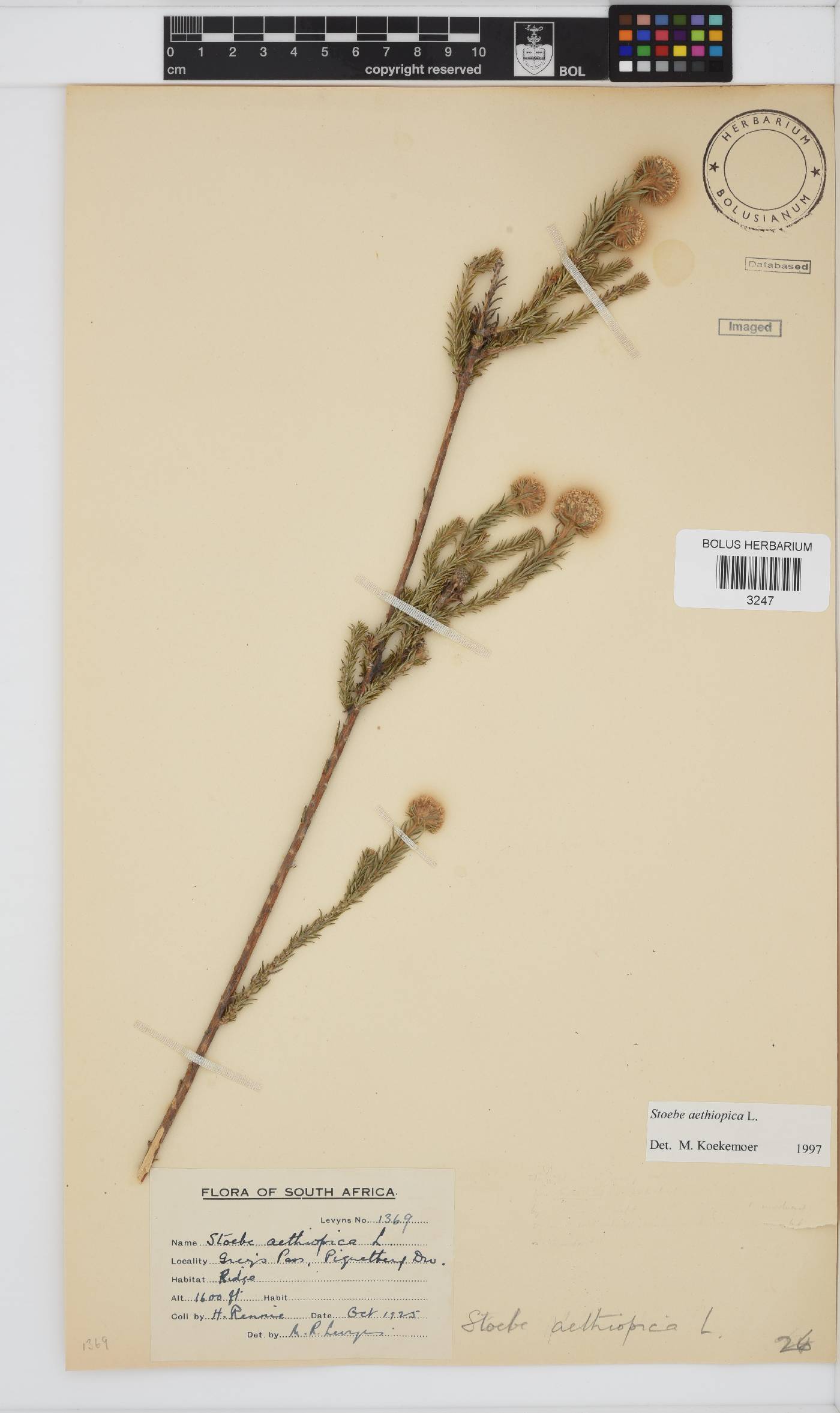 Stoebe aethiopica image