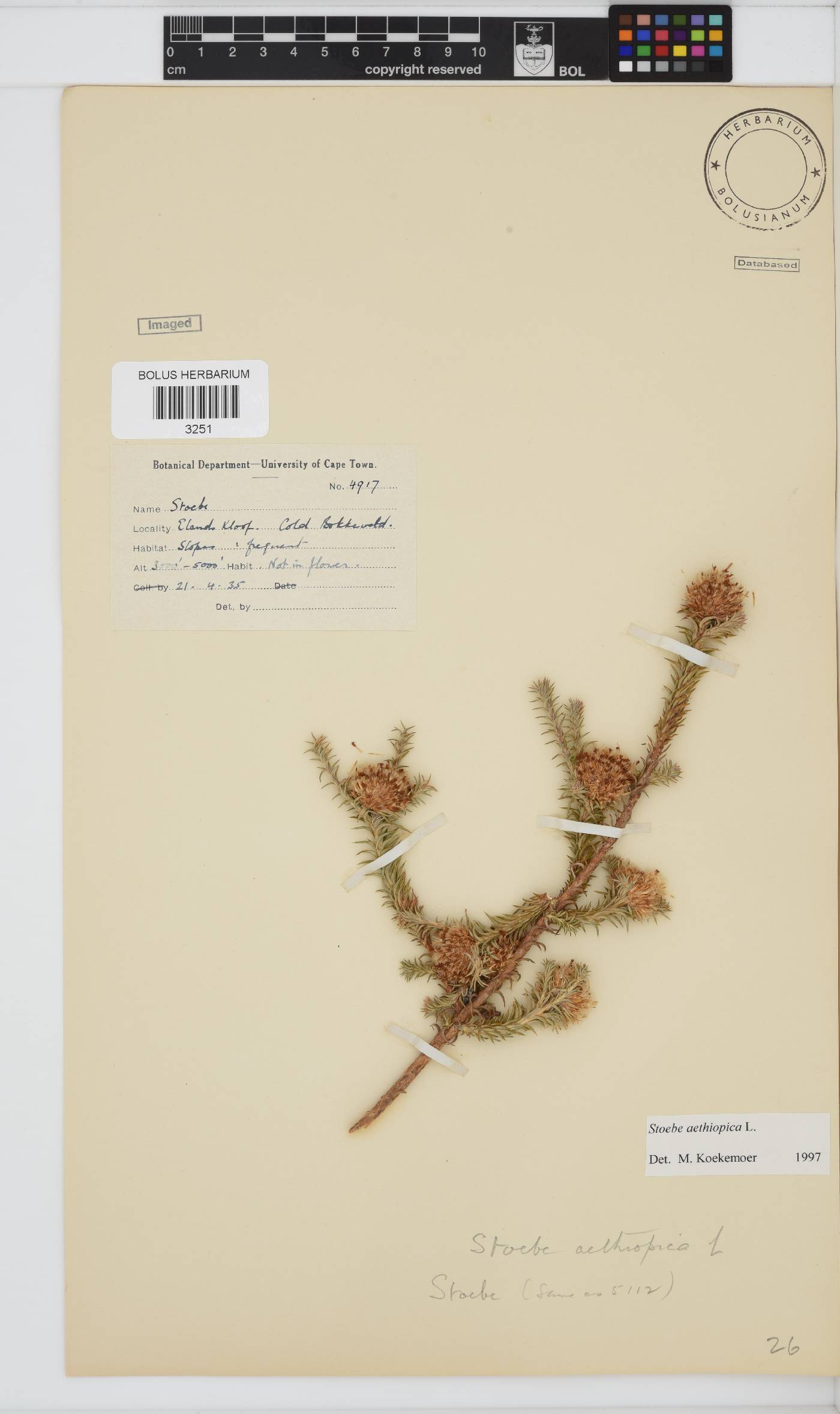 Stoebe aethiopica image