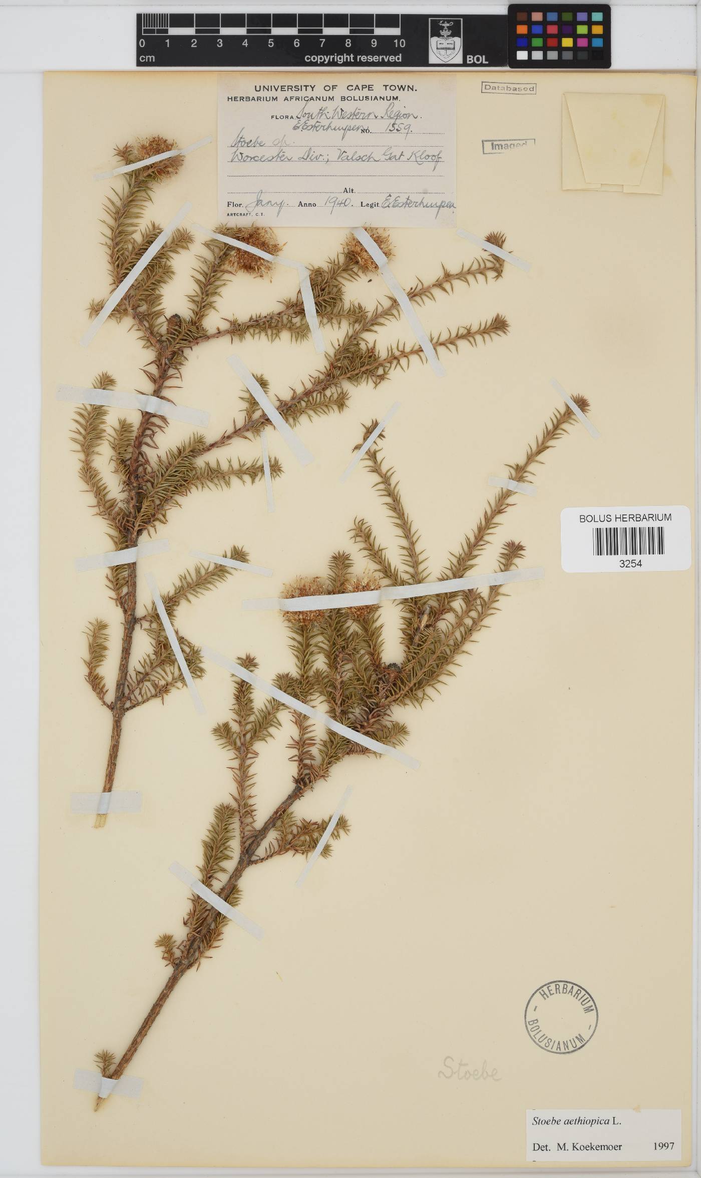 Stoebe aethiopica image