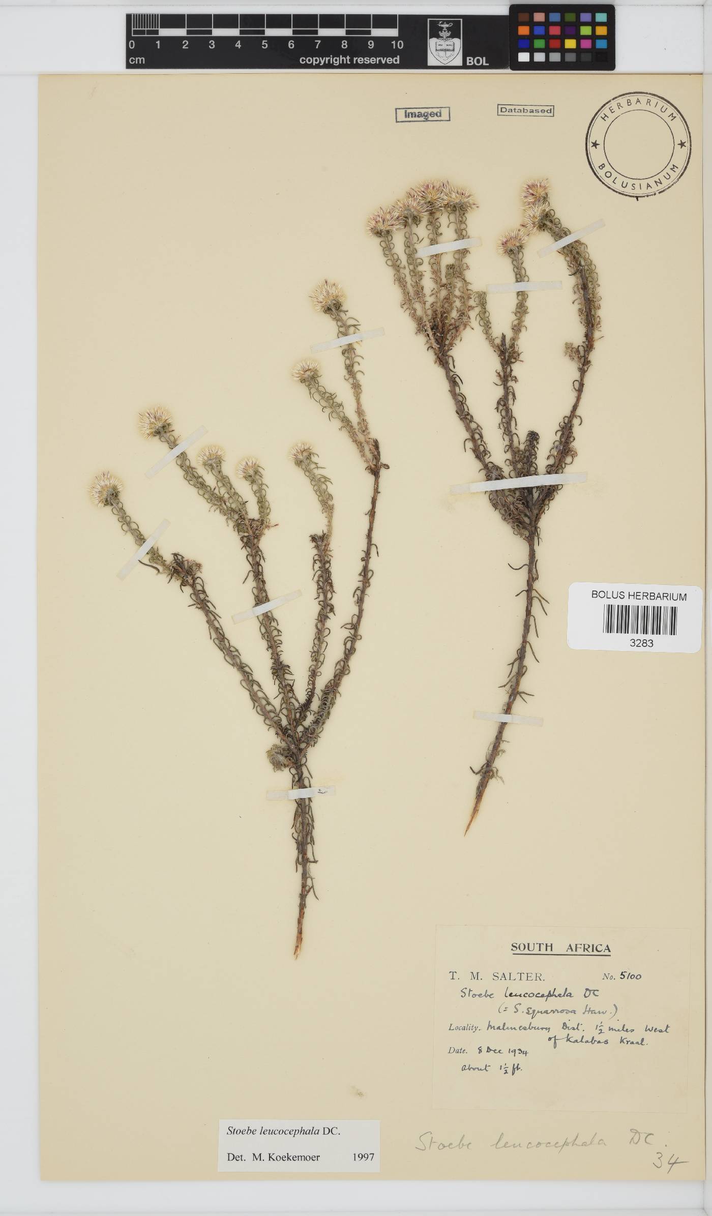 Stoebe leucocephala image