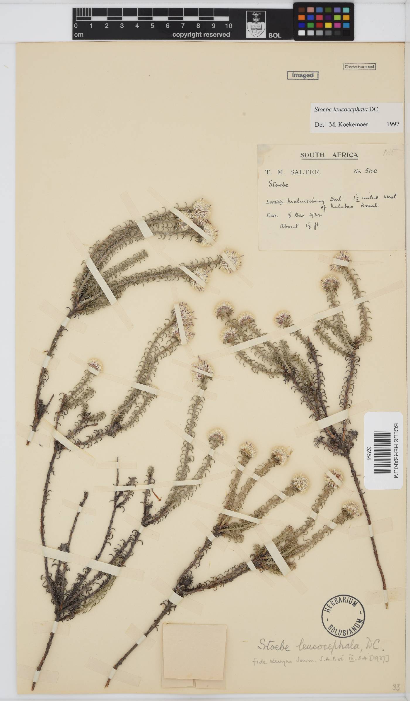 Stoebe leucocephala image