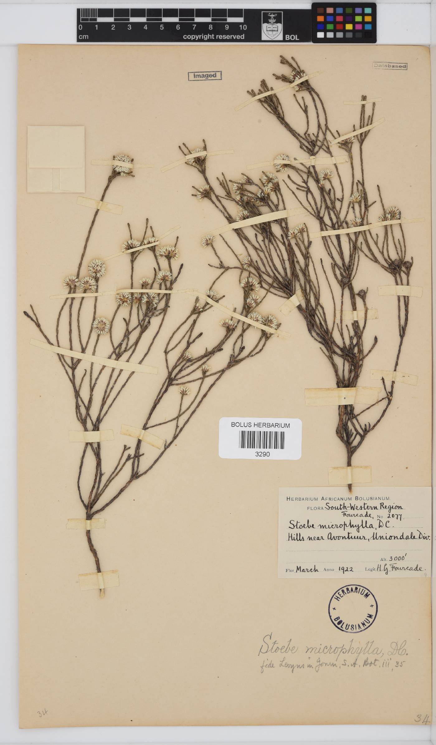 Stoebe microphylla image