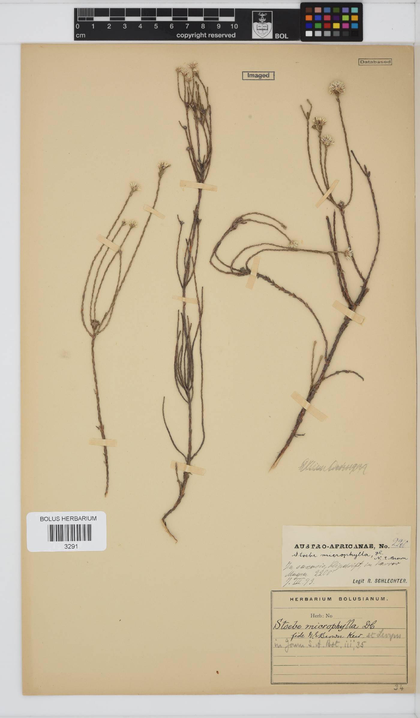 Stoebe microphylla image