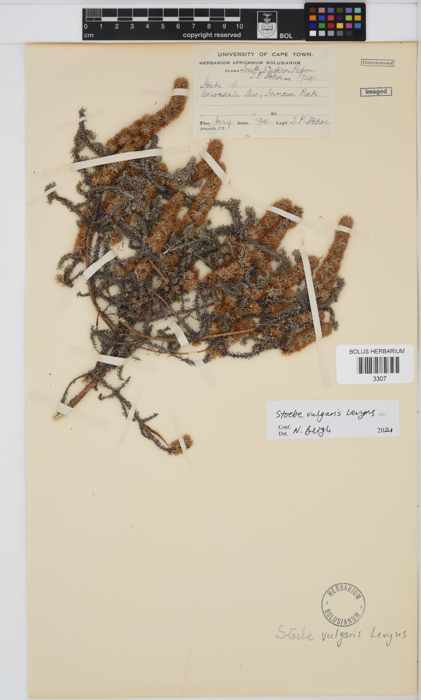Seriphium plumosum image