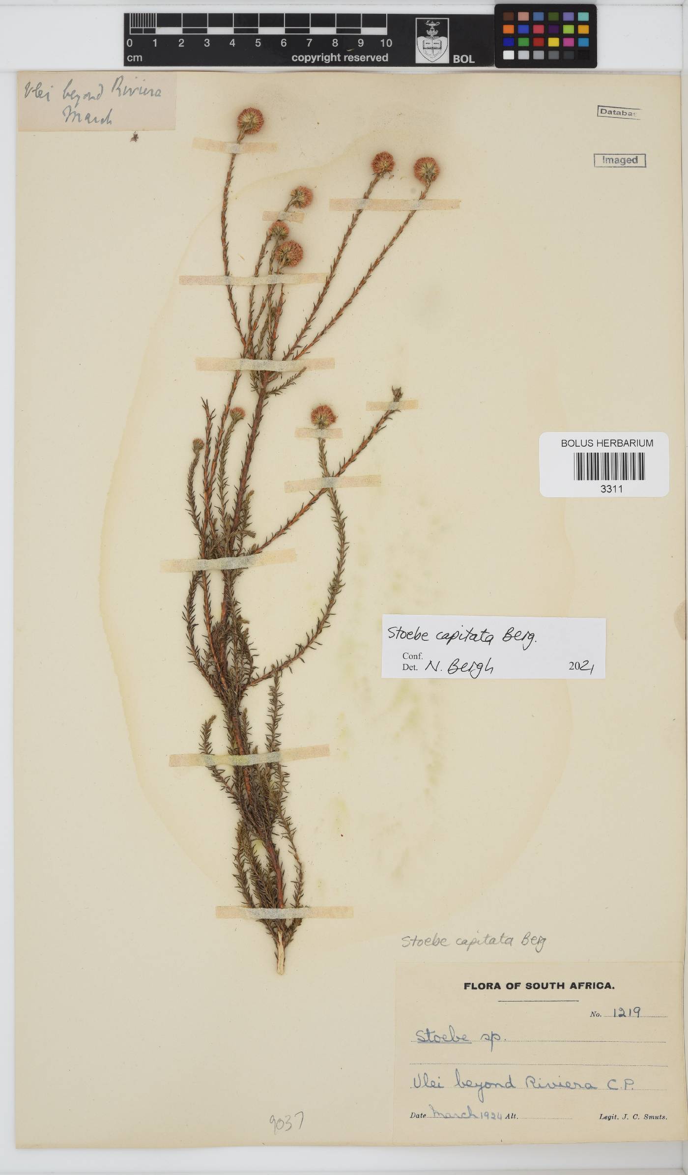 Stoebe capitata image