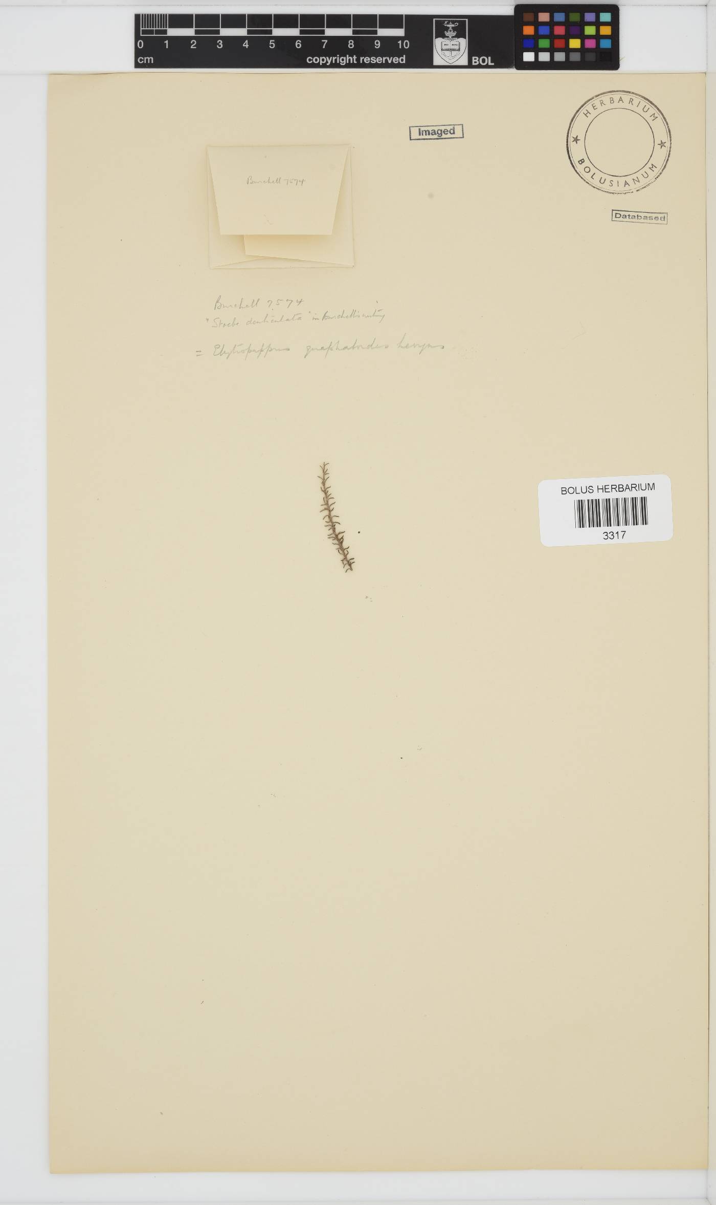 Myrovernix gnaphaloides image