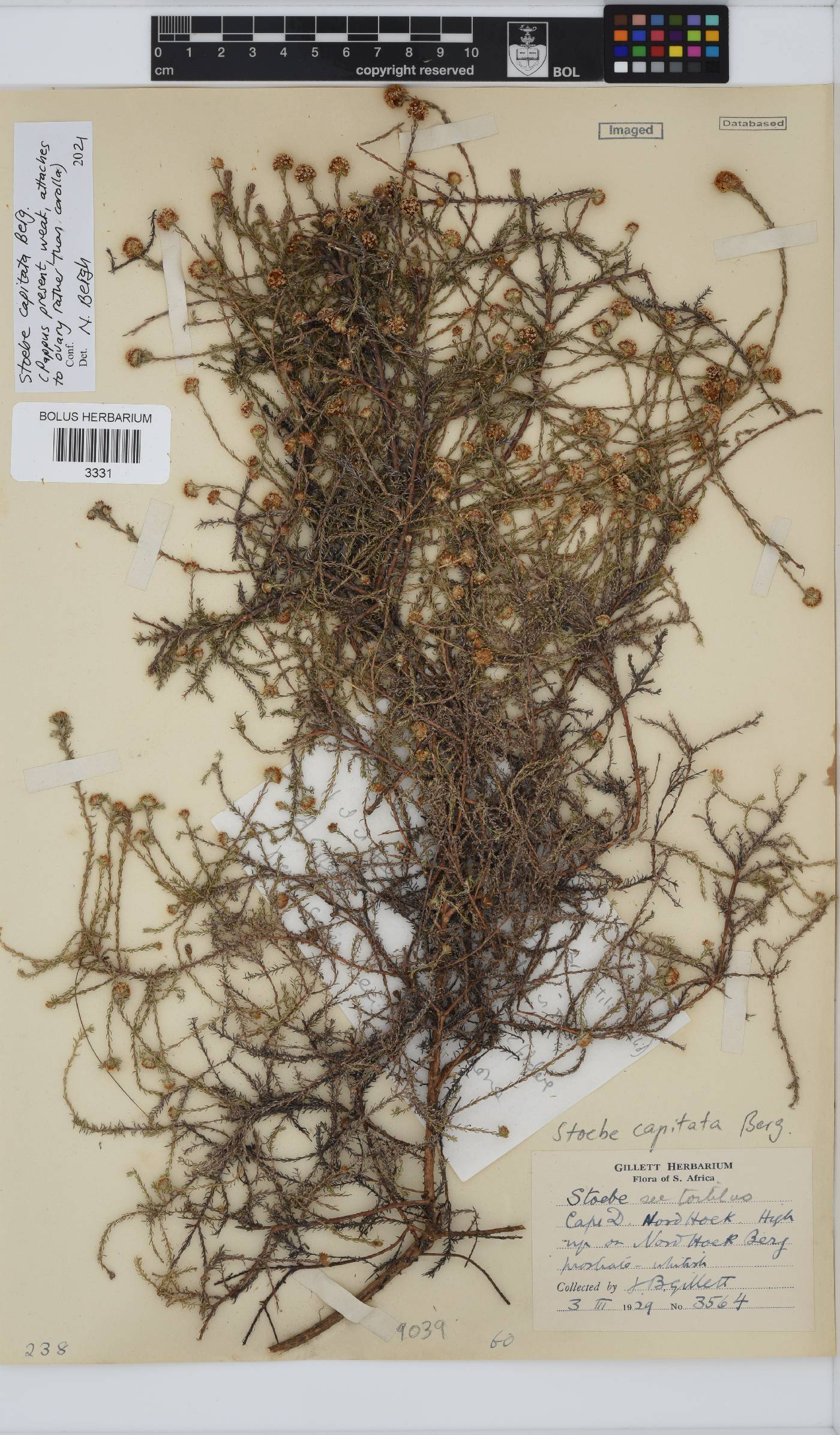 Stoebe capitata image