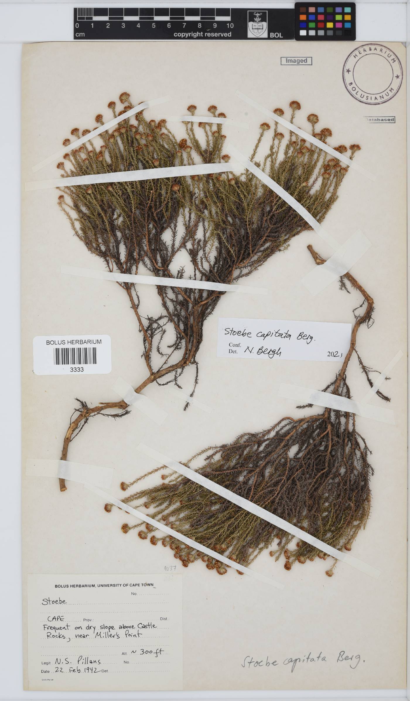 Stoebe capitata image