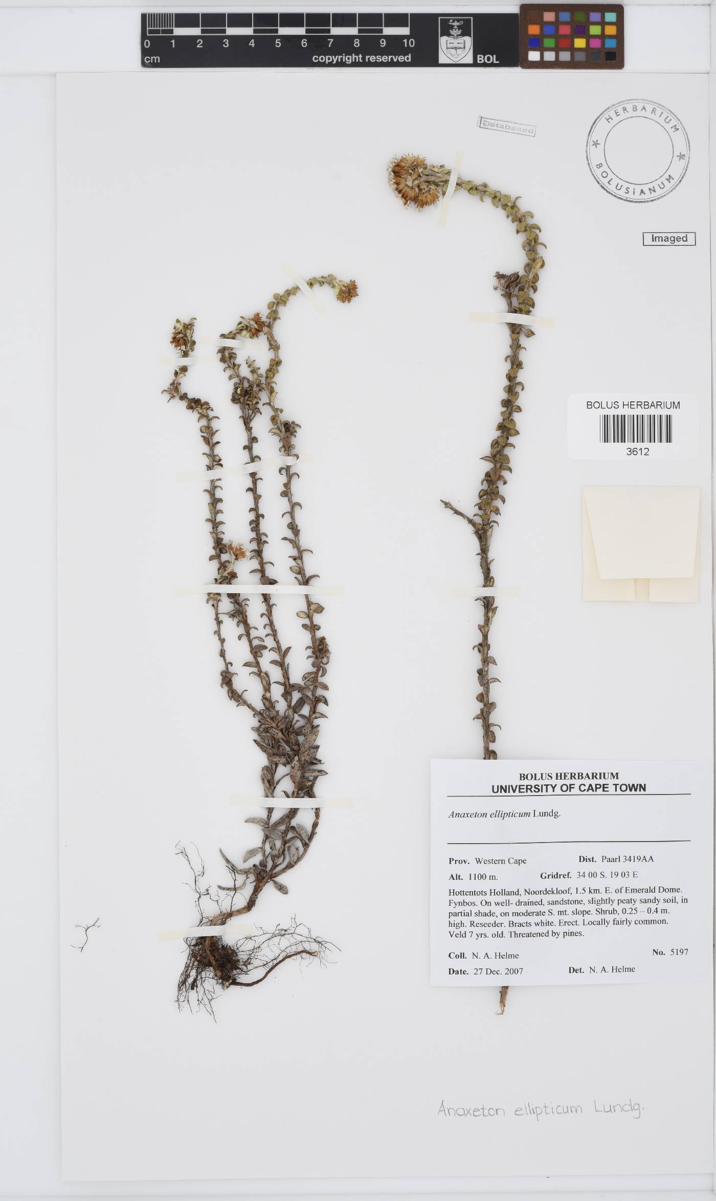 Anaxeton ellipticum image