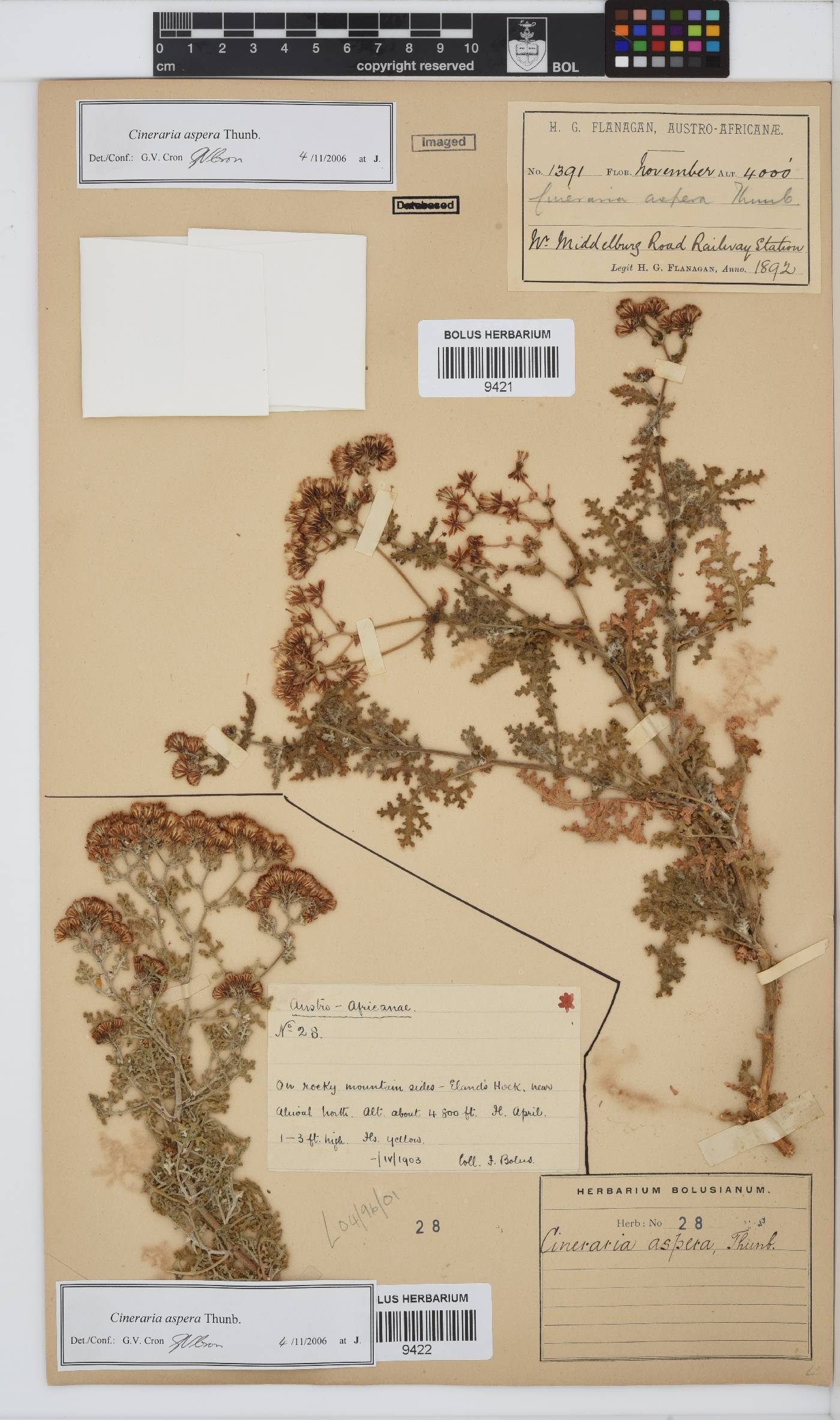 Cineraria aspera image