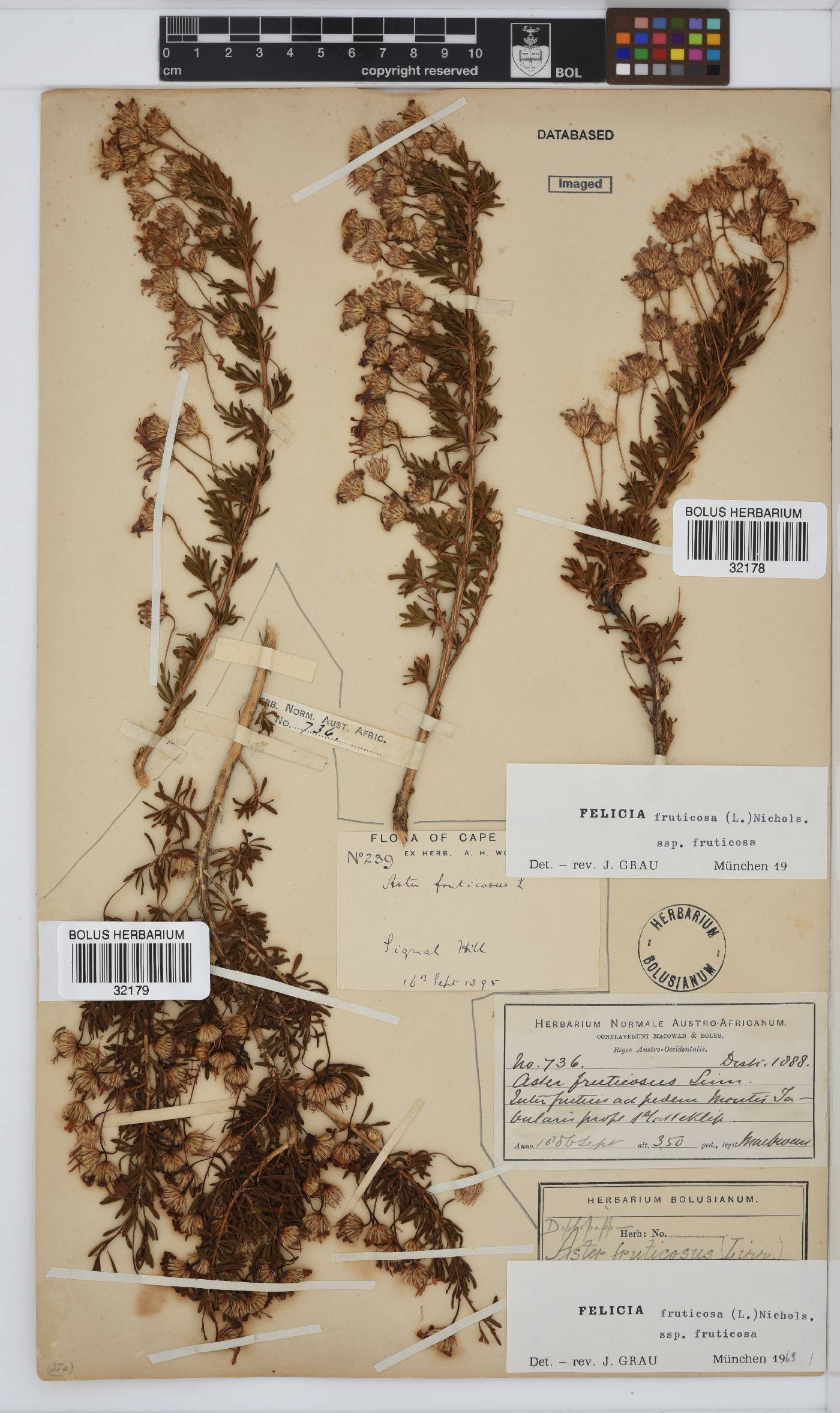 Felicia fruticosa subsp. fruticosa image