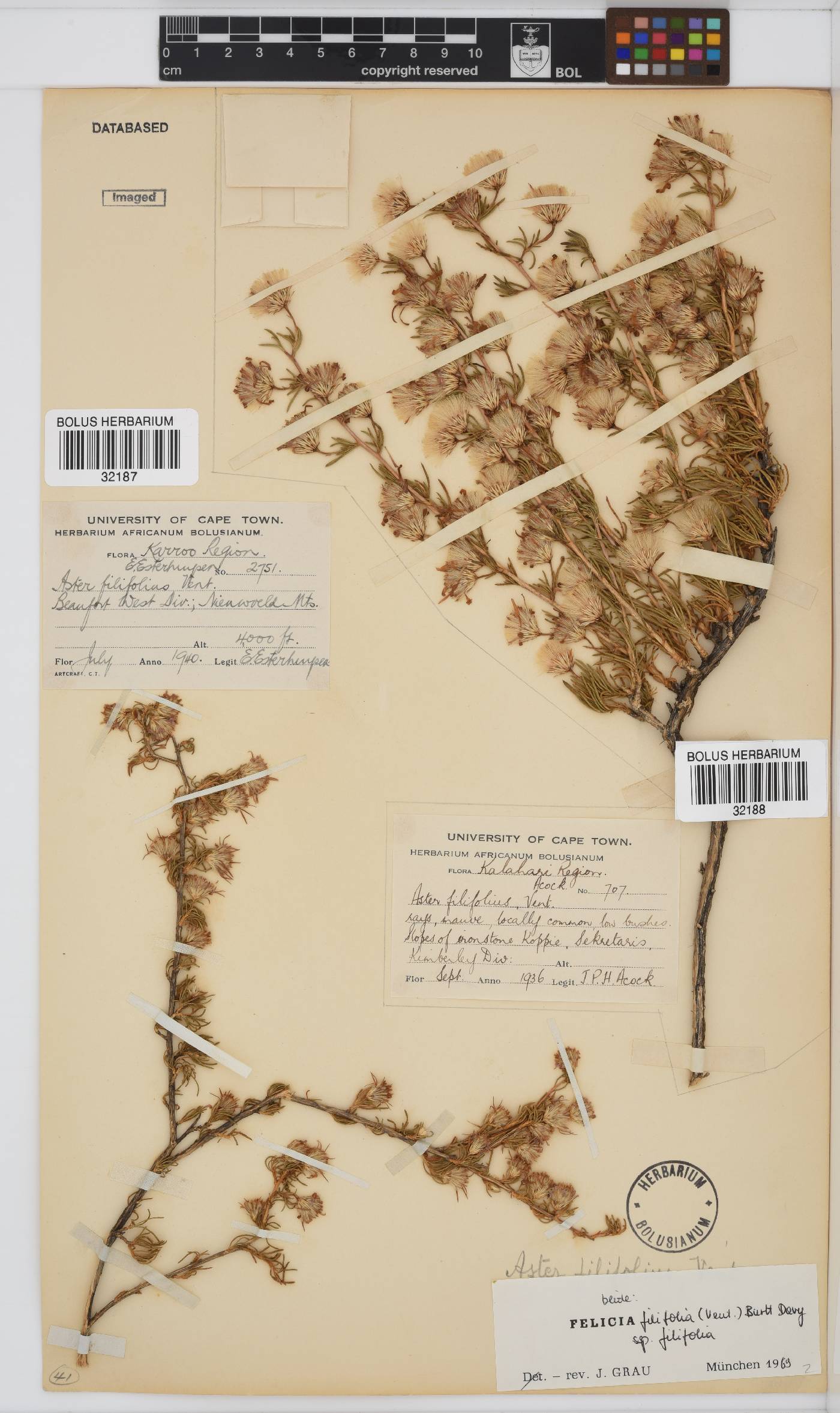 Felicia filifolia image