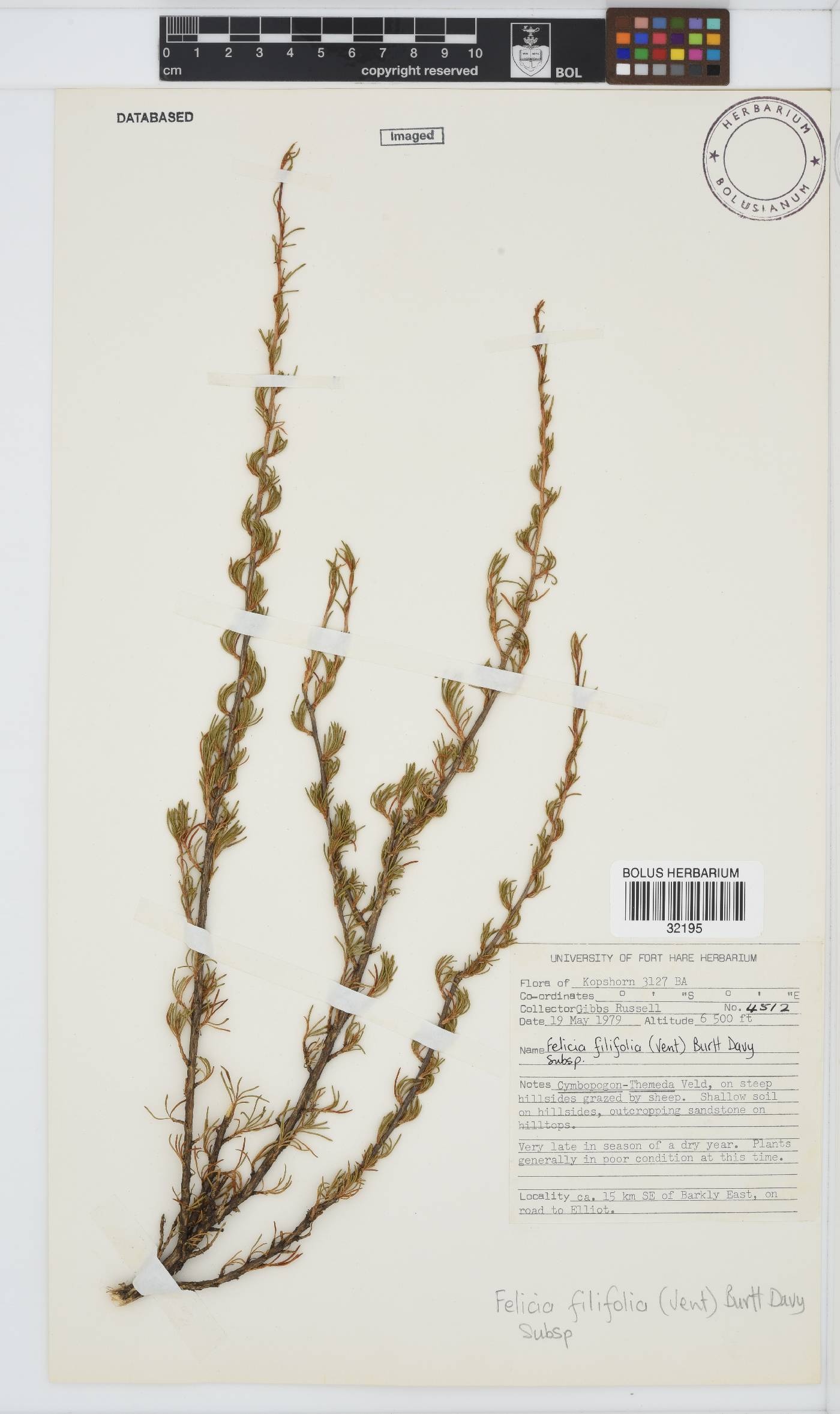 Felicia filifolia subsp. filifolia image