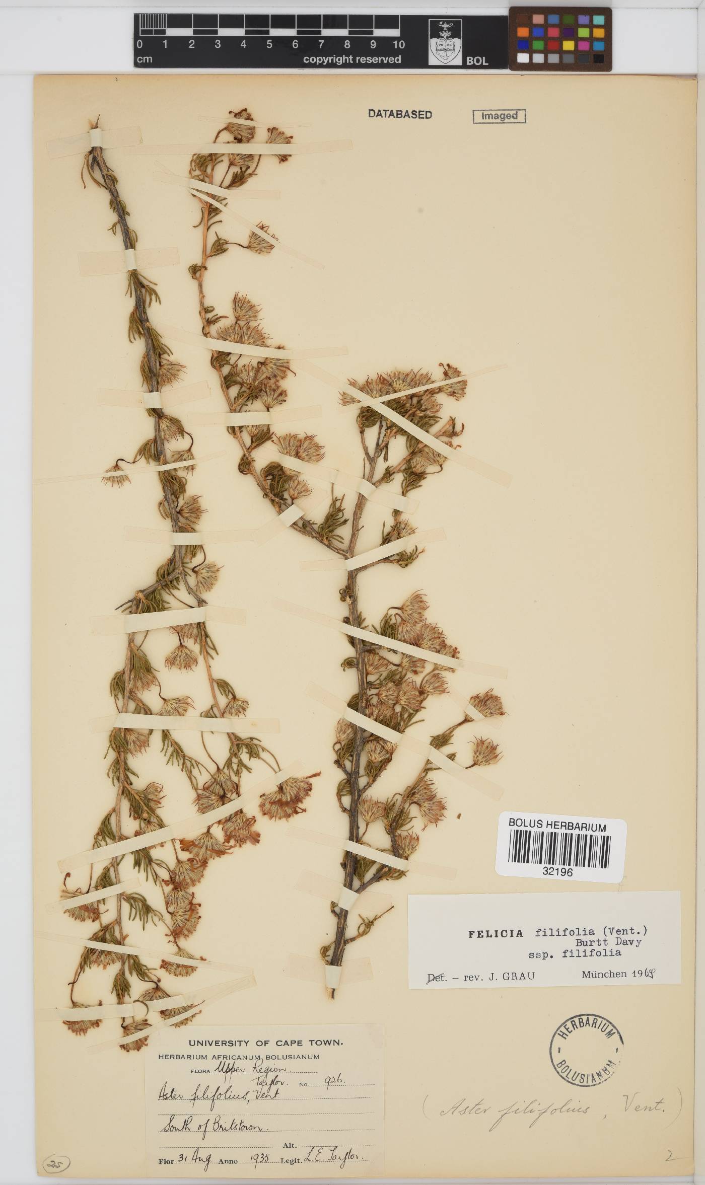 Felicia filifolia image