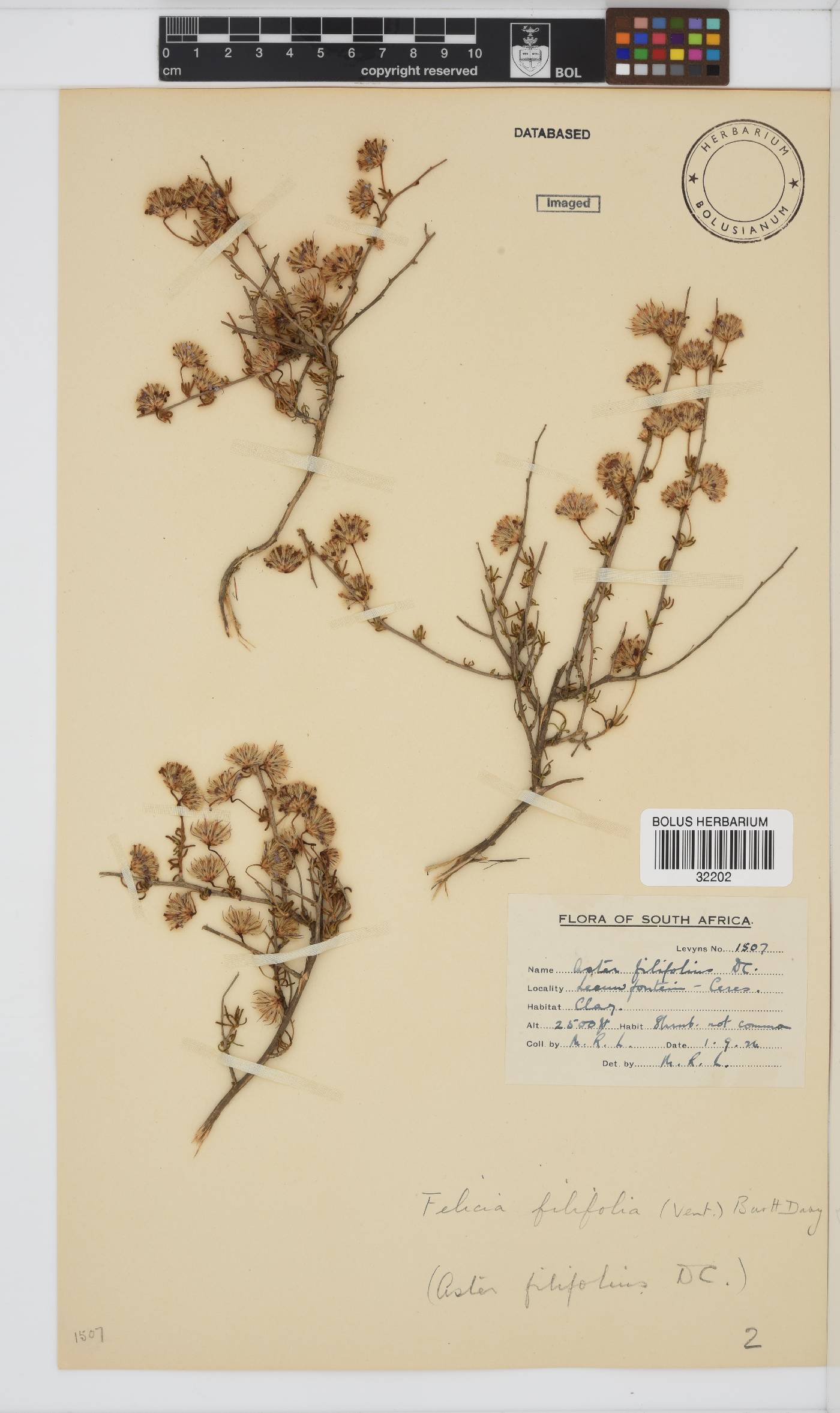 Felicia filifolia subsp. filifolia image
