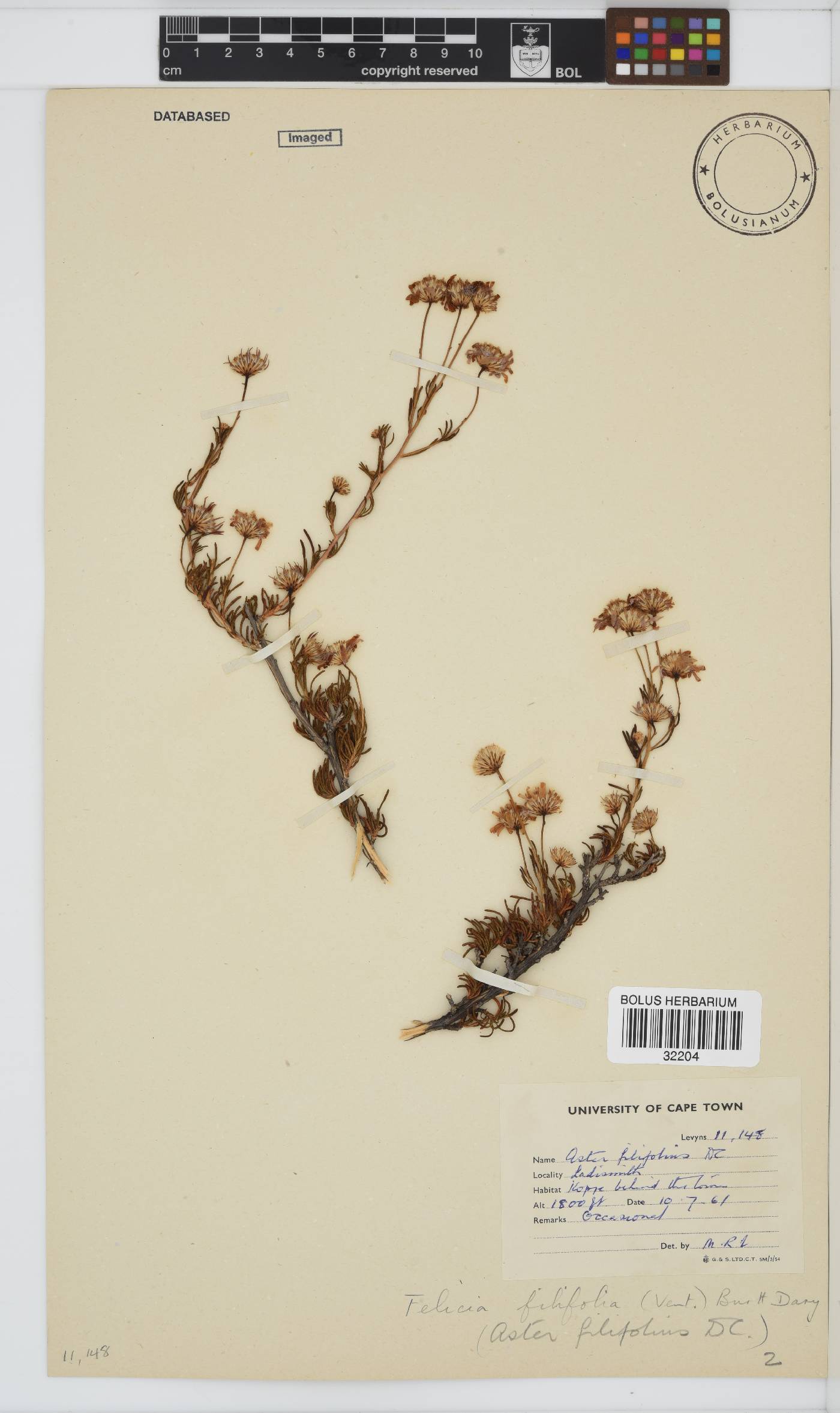 Felicia filifolia subsp. filifolia image