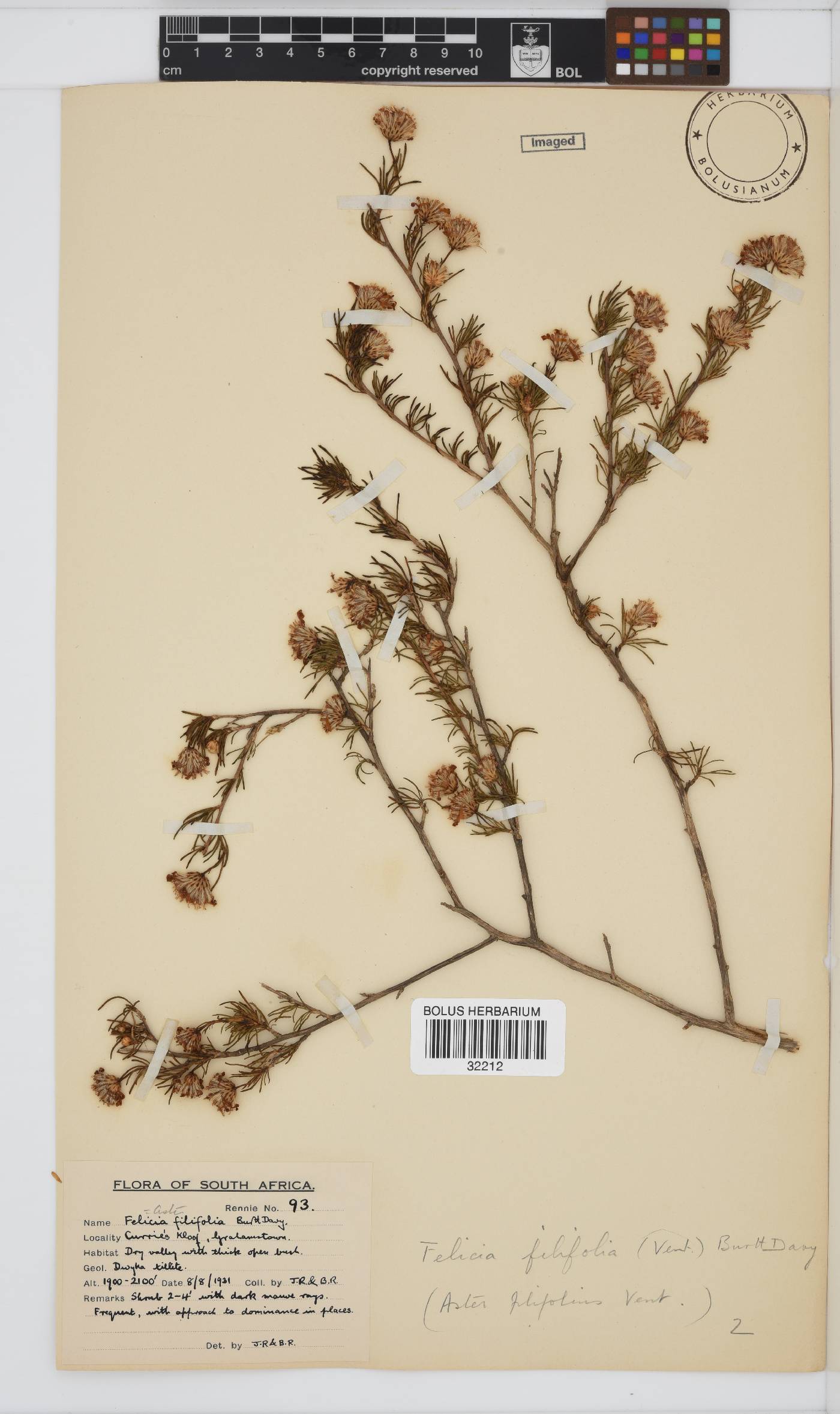Felicia filifolia subsp. filifolia image