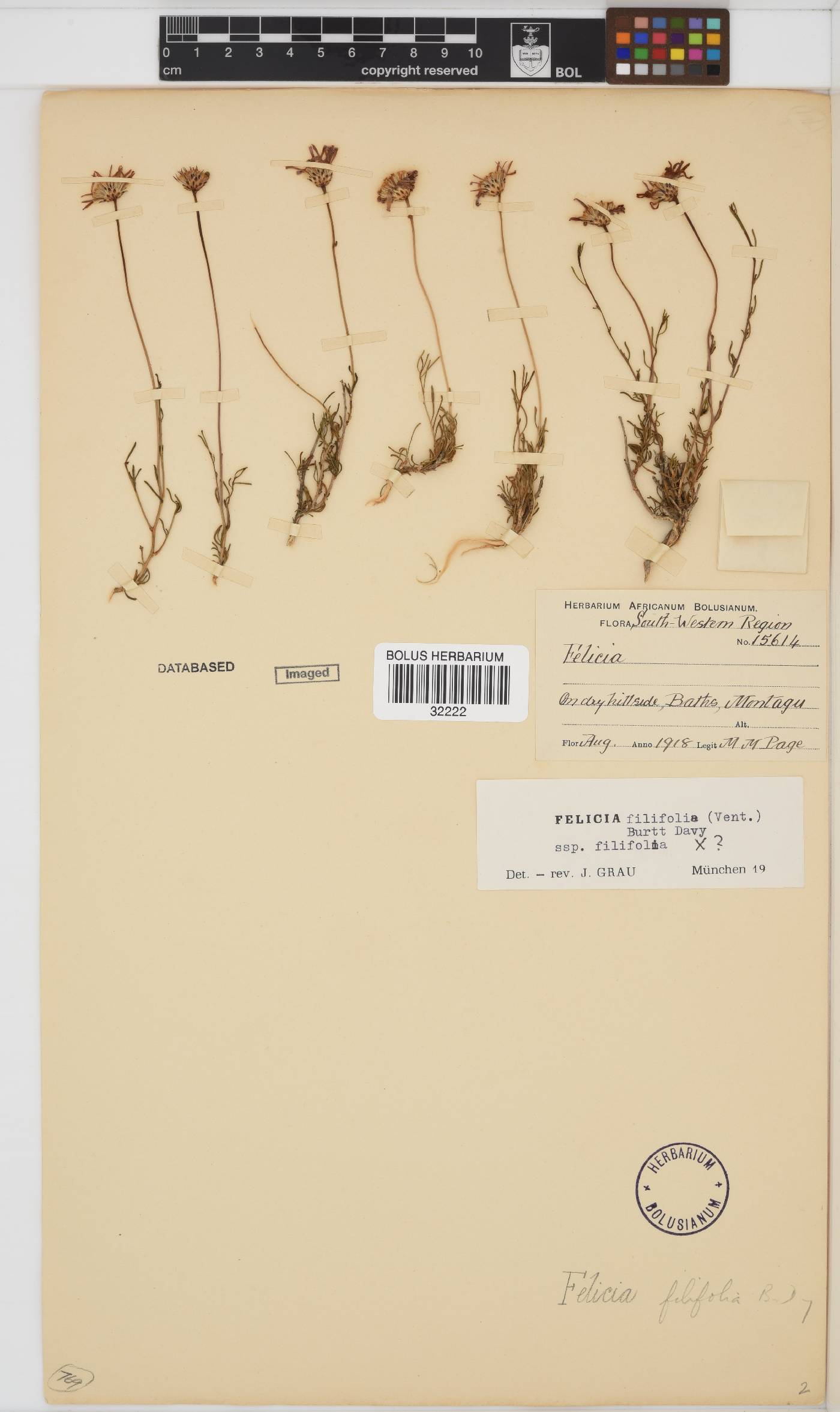 Felicia filifolia subsp. filifolia image