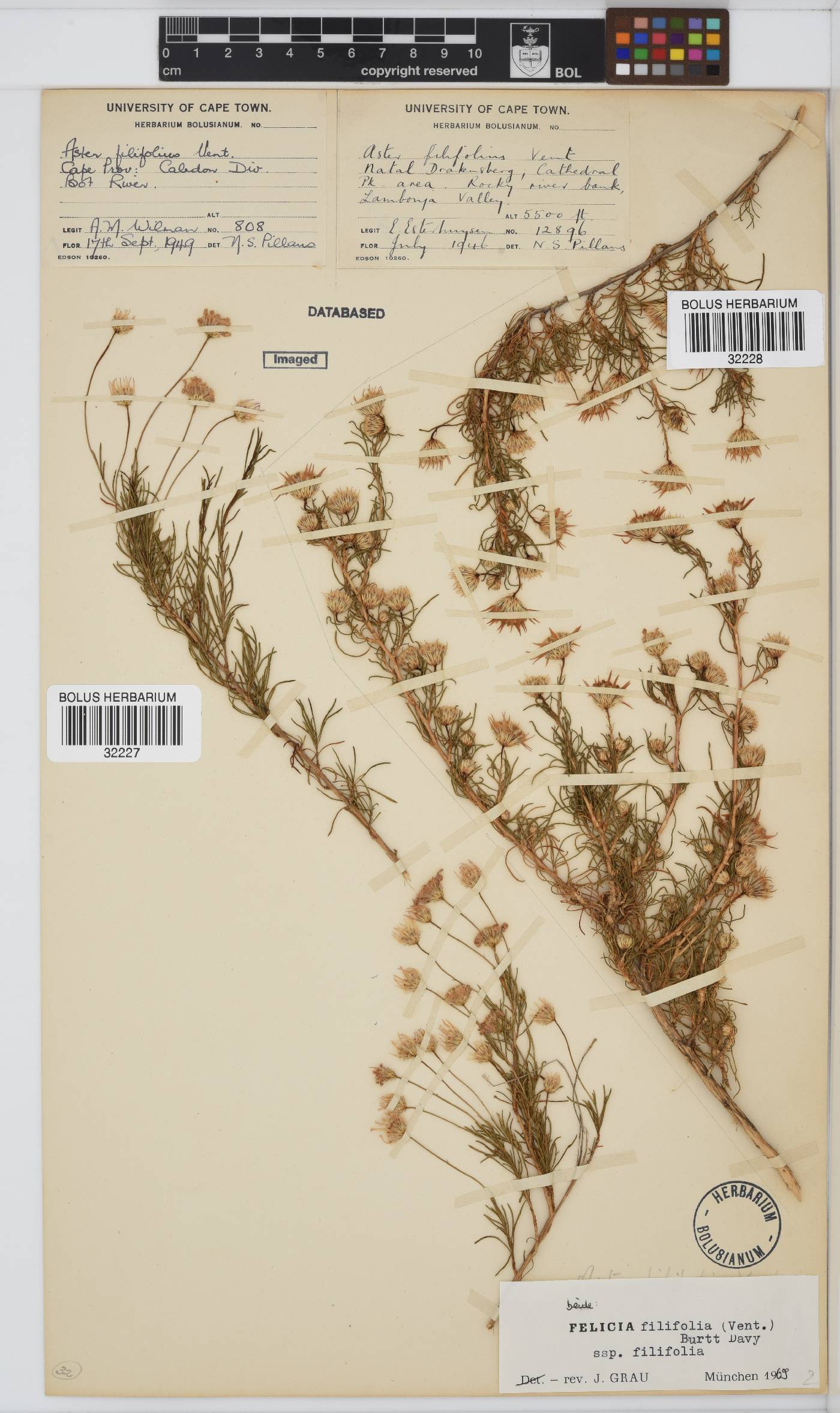 Felicia filifolia image